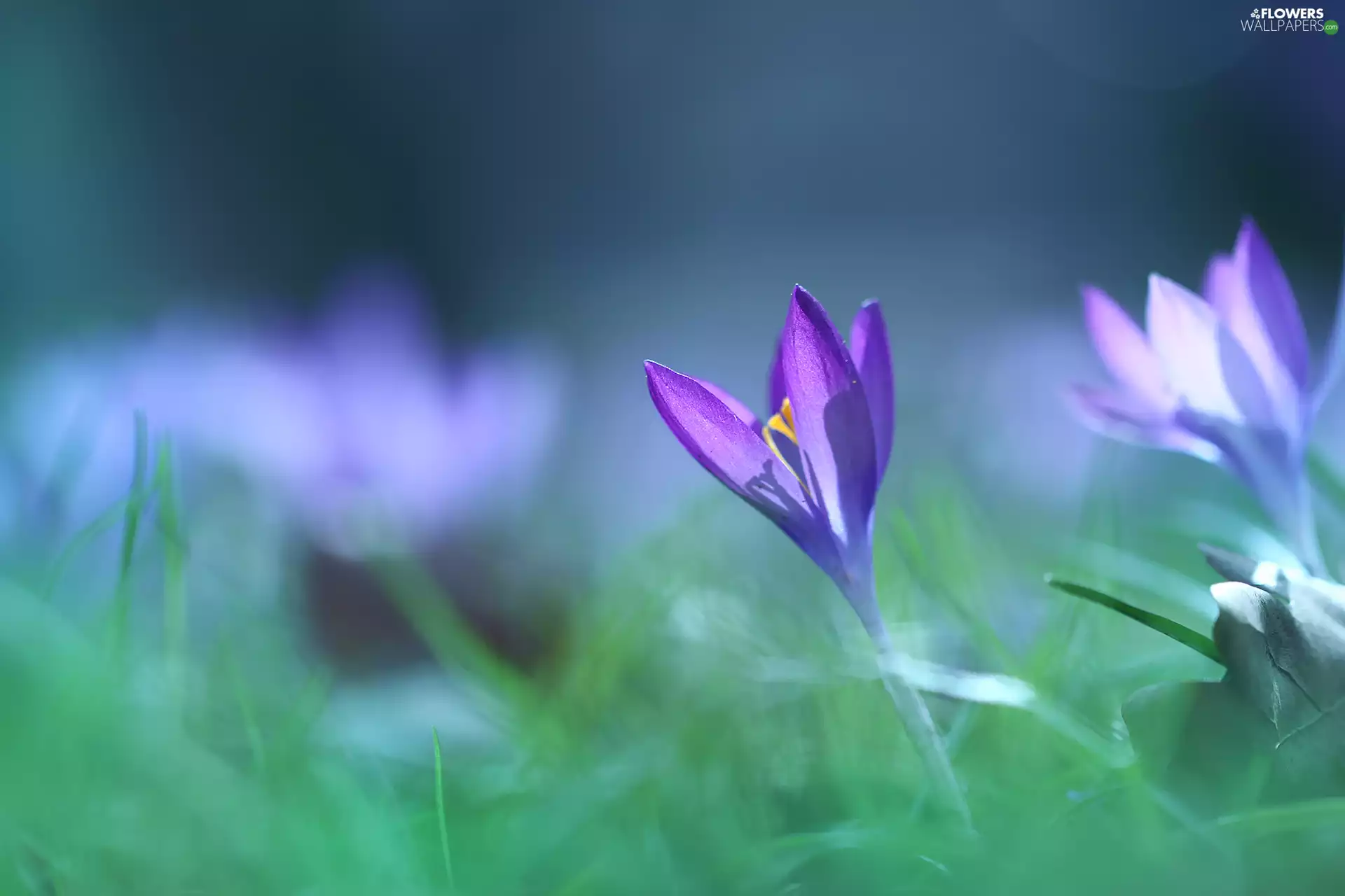 Colourfull Flowers, crocus, Violet