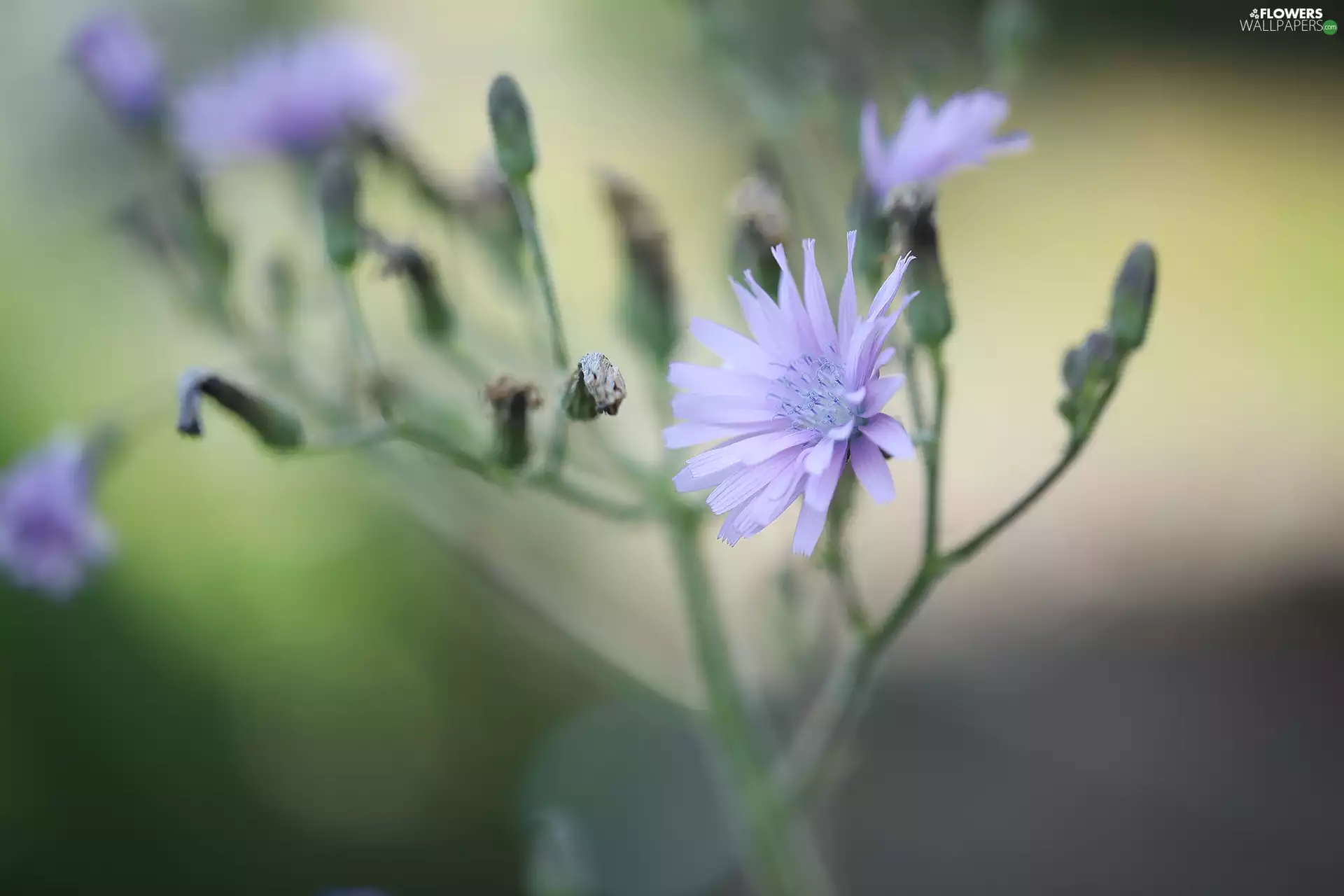Colourfull Flowers, endive, Violet