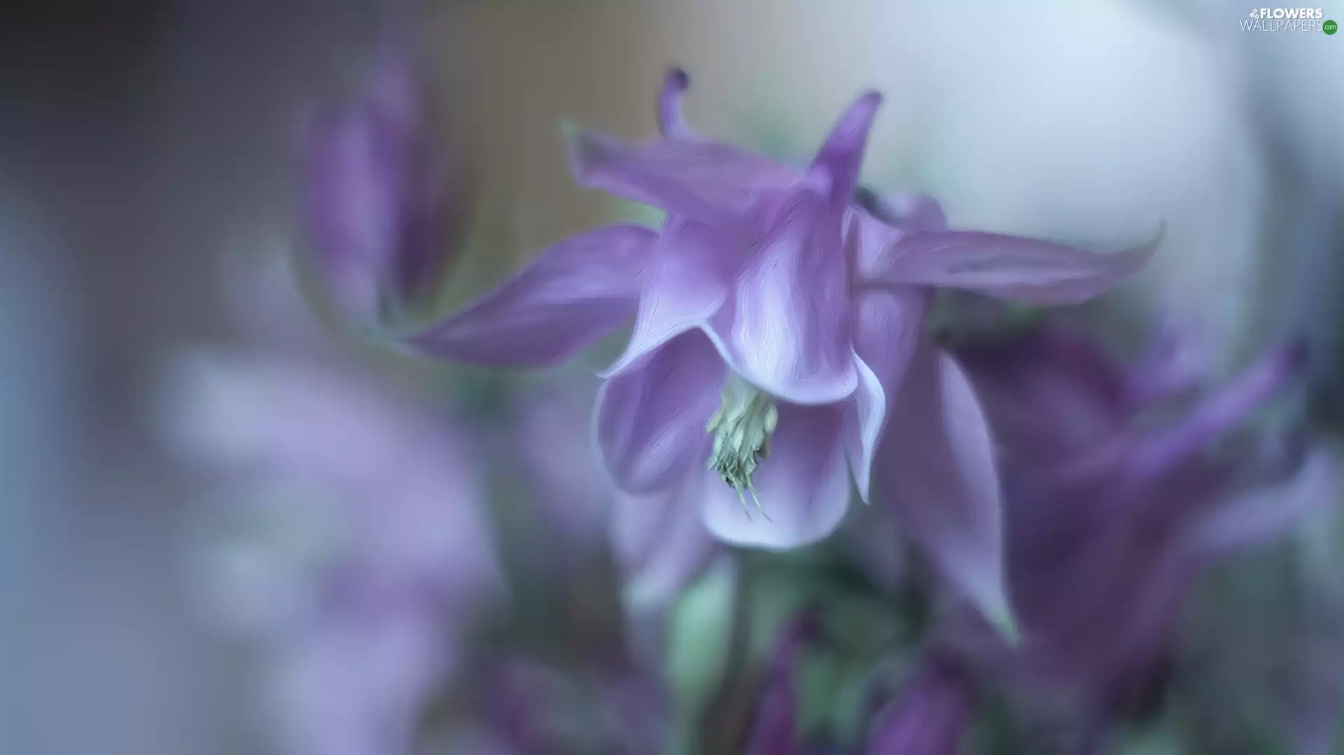 columbine, Violet, Colourfull Flowers, graphics
