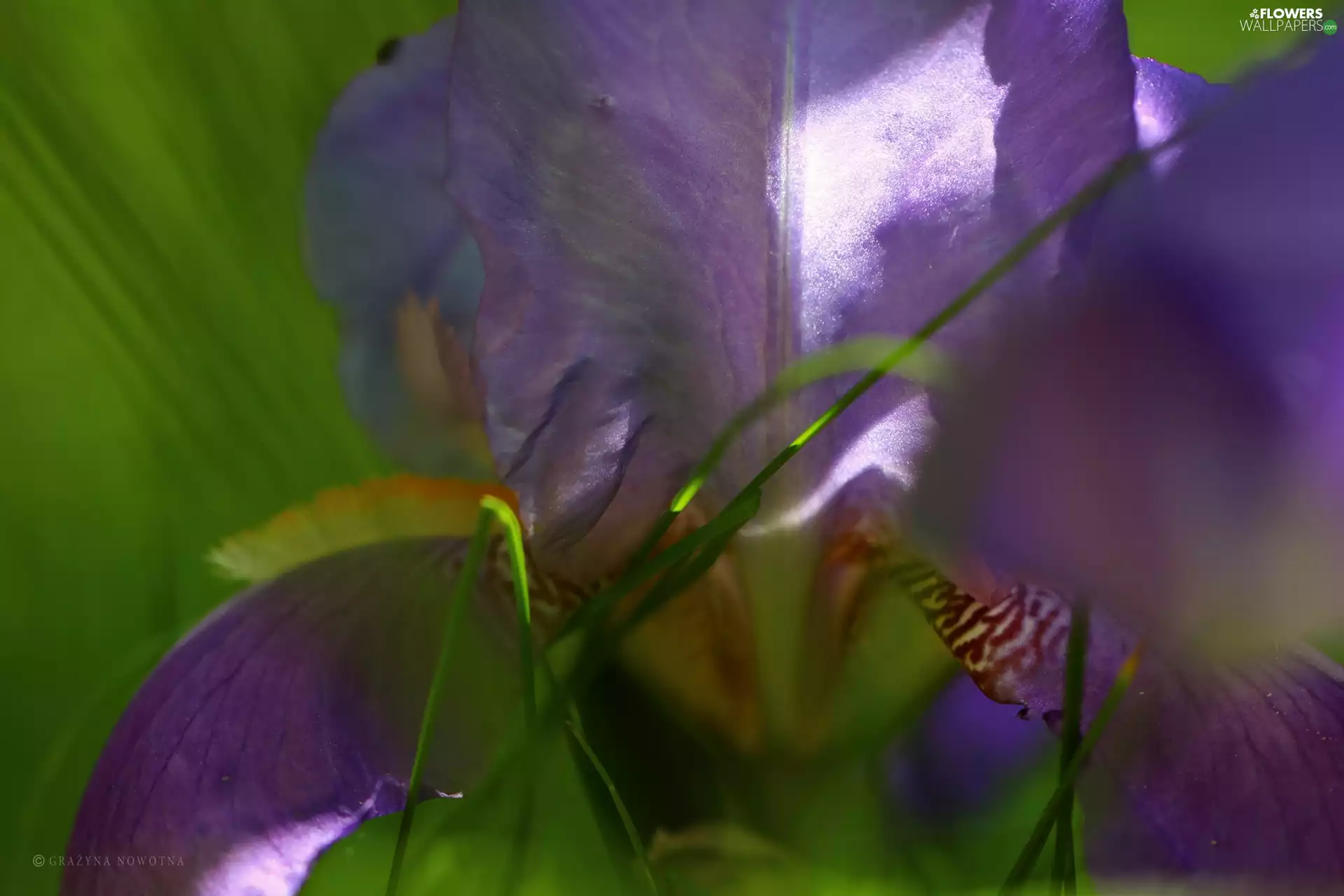 Colourfull Flowers, iris, Violet