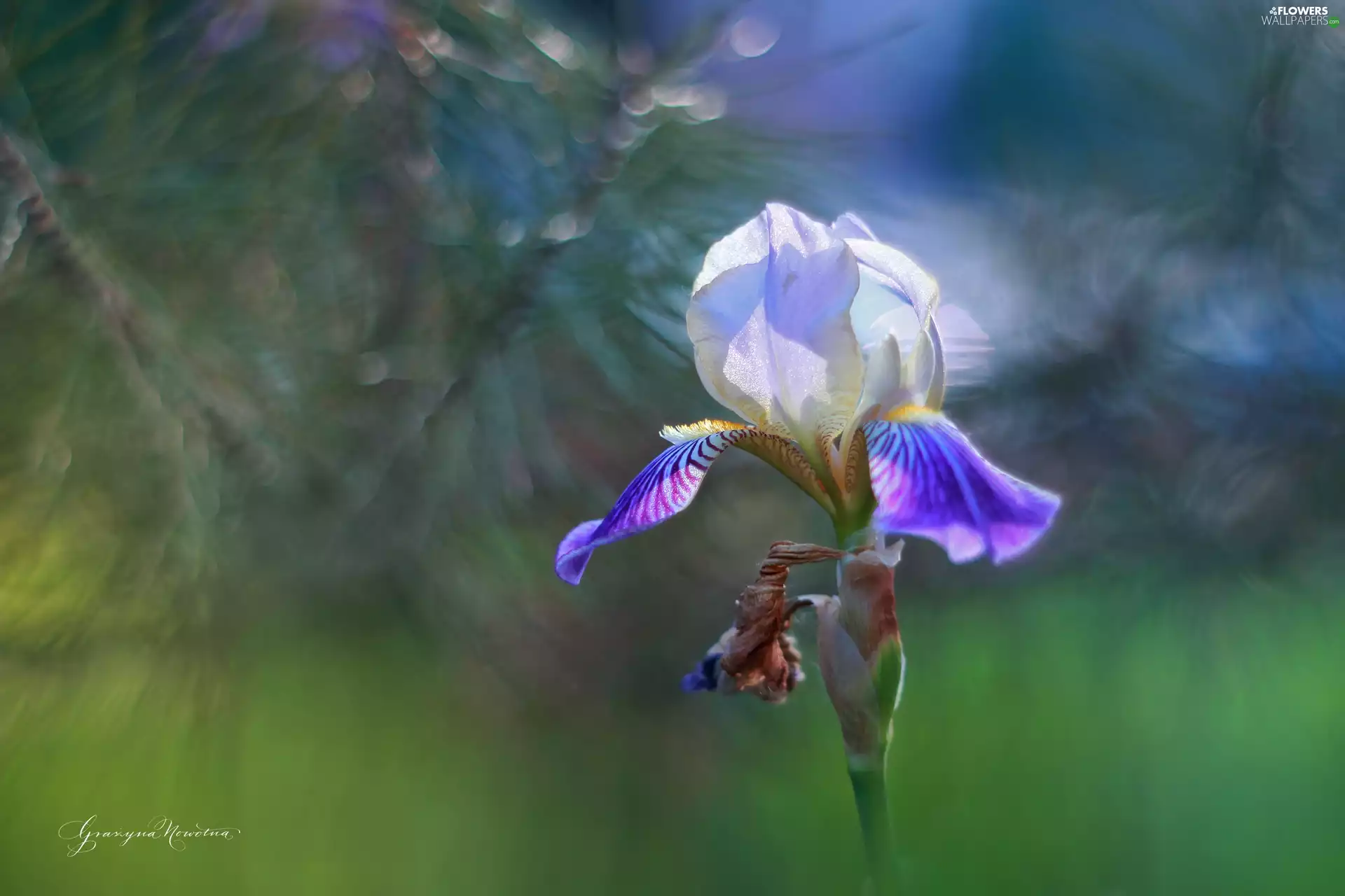 Colourfull Flowers, iris, Violet