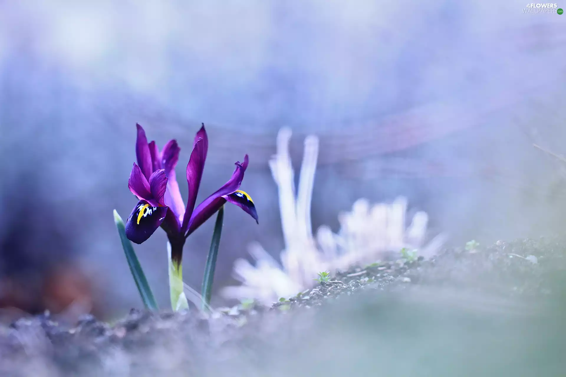 Colourfull Flowers, iris, Violet