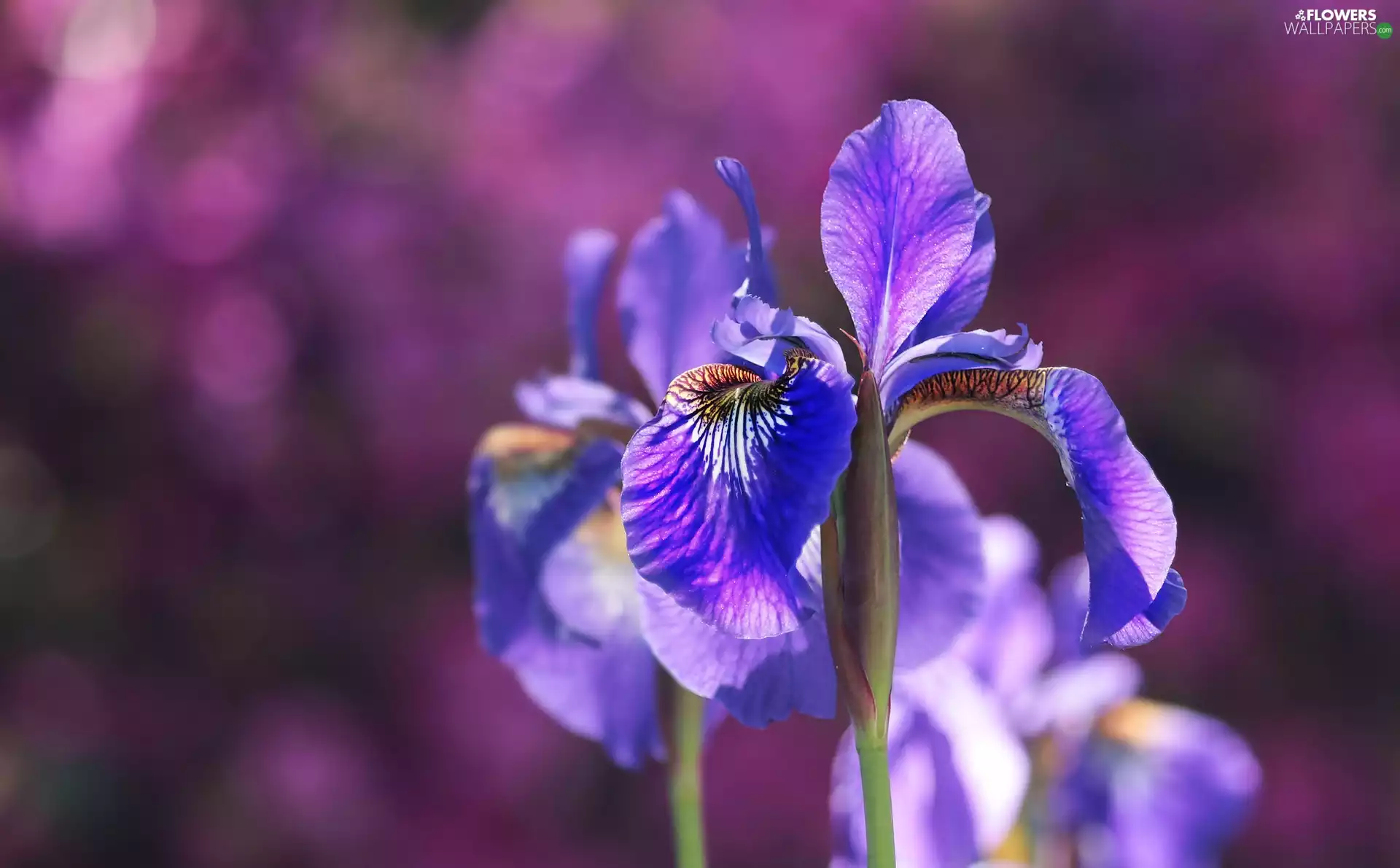 iris, Colourfull Flowers, Violet