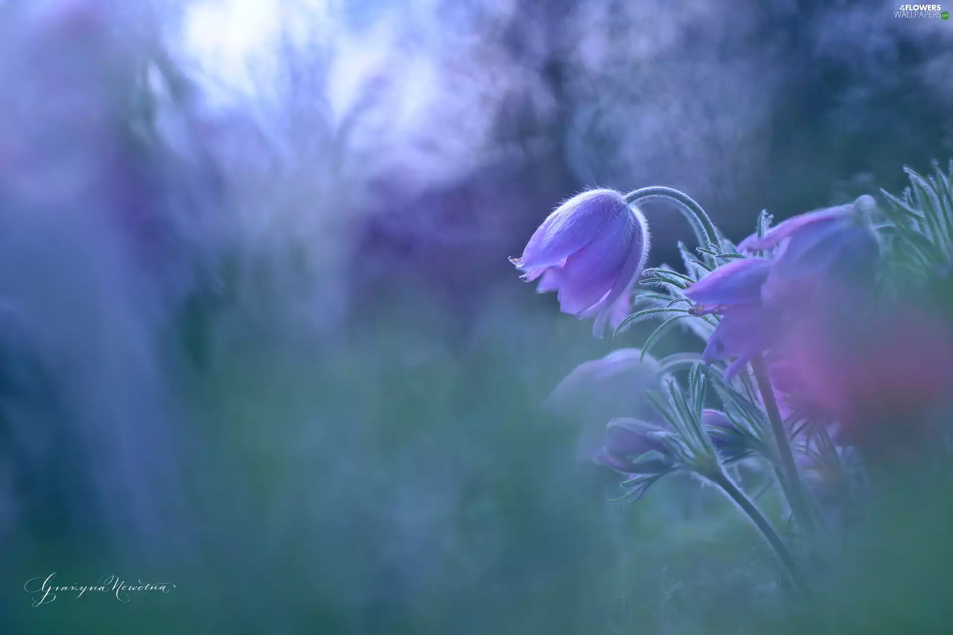 Colourfull Flowers, pasque, Violet