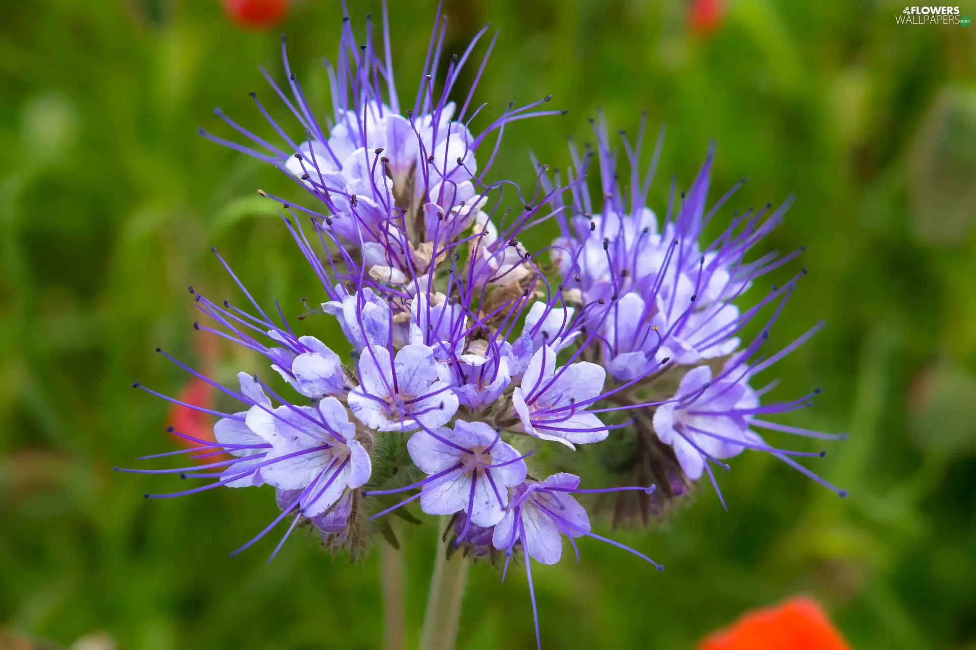 Colourfull Flowers, Scorpionweed, Violet