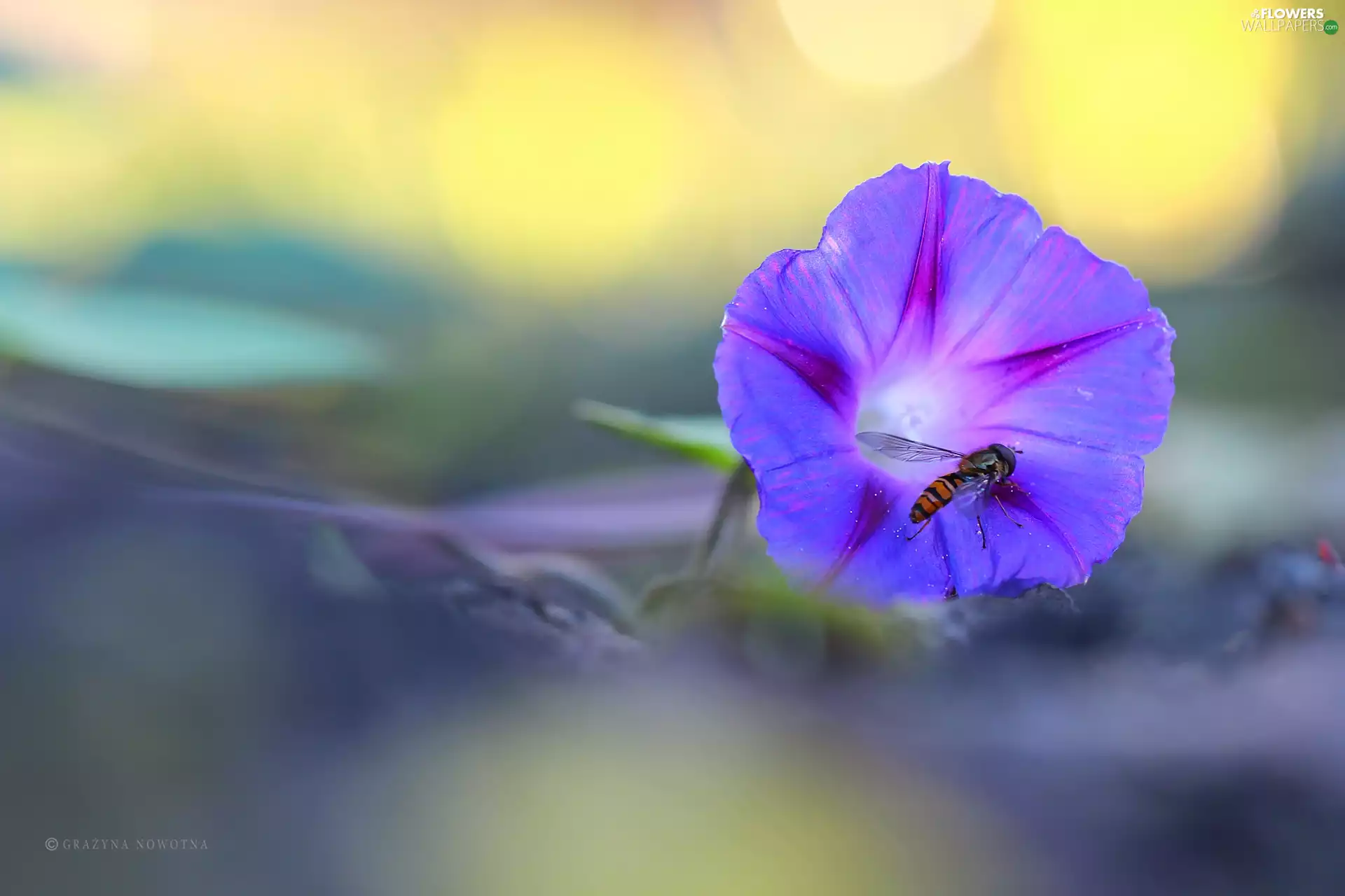 Violet, bindweed, wasp, Colourfull Flowers