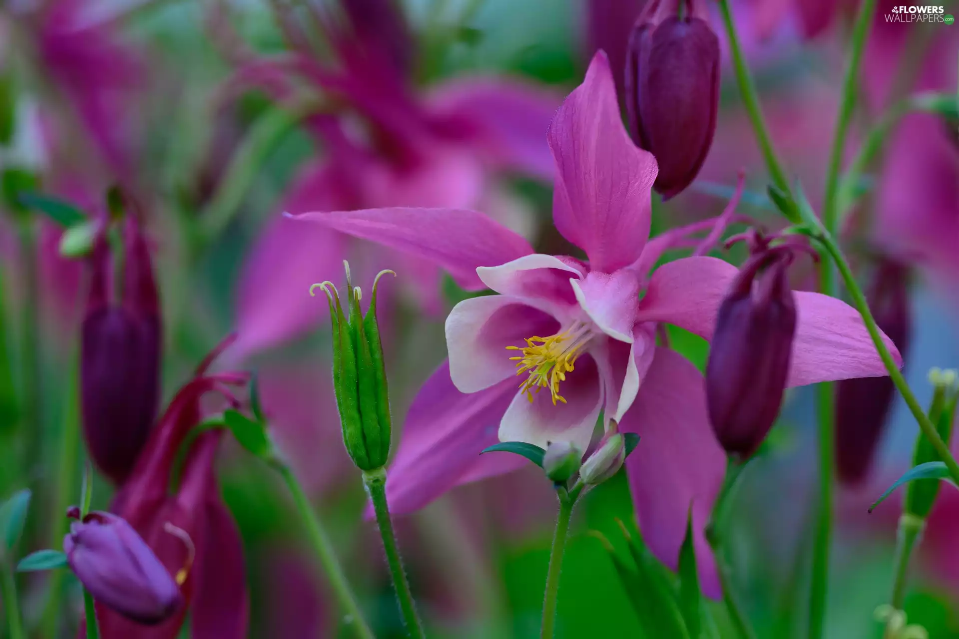 Violet, Flowers, columbine