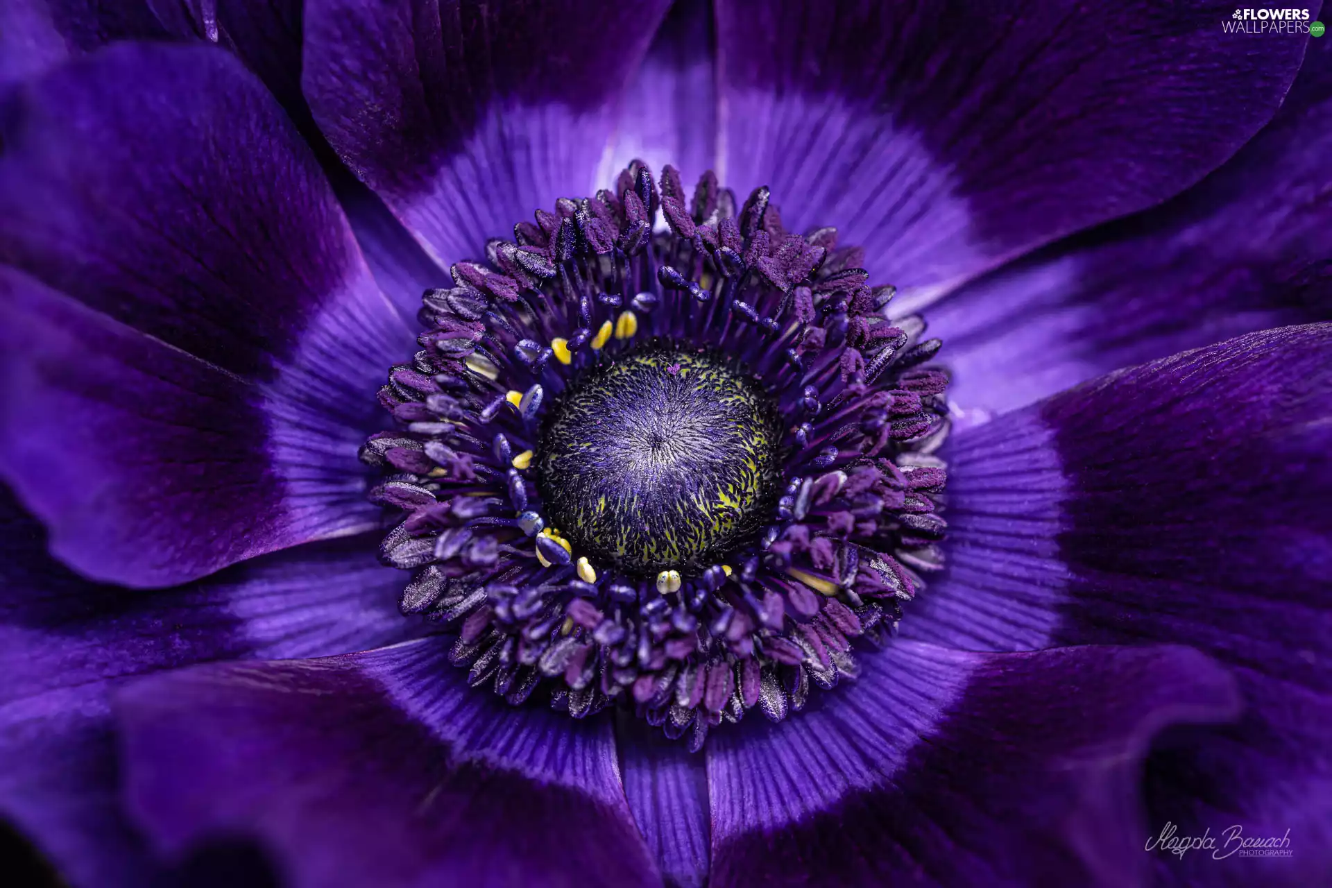 anemone, Close, anemone, Violet, Colourfull Flowers