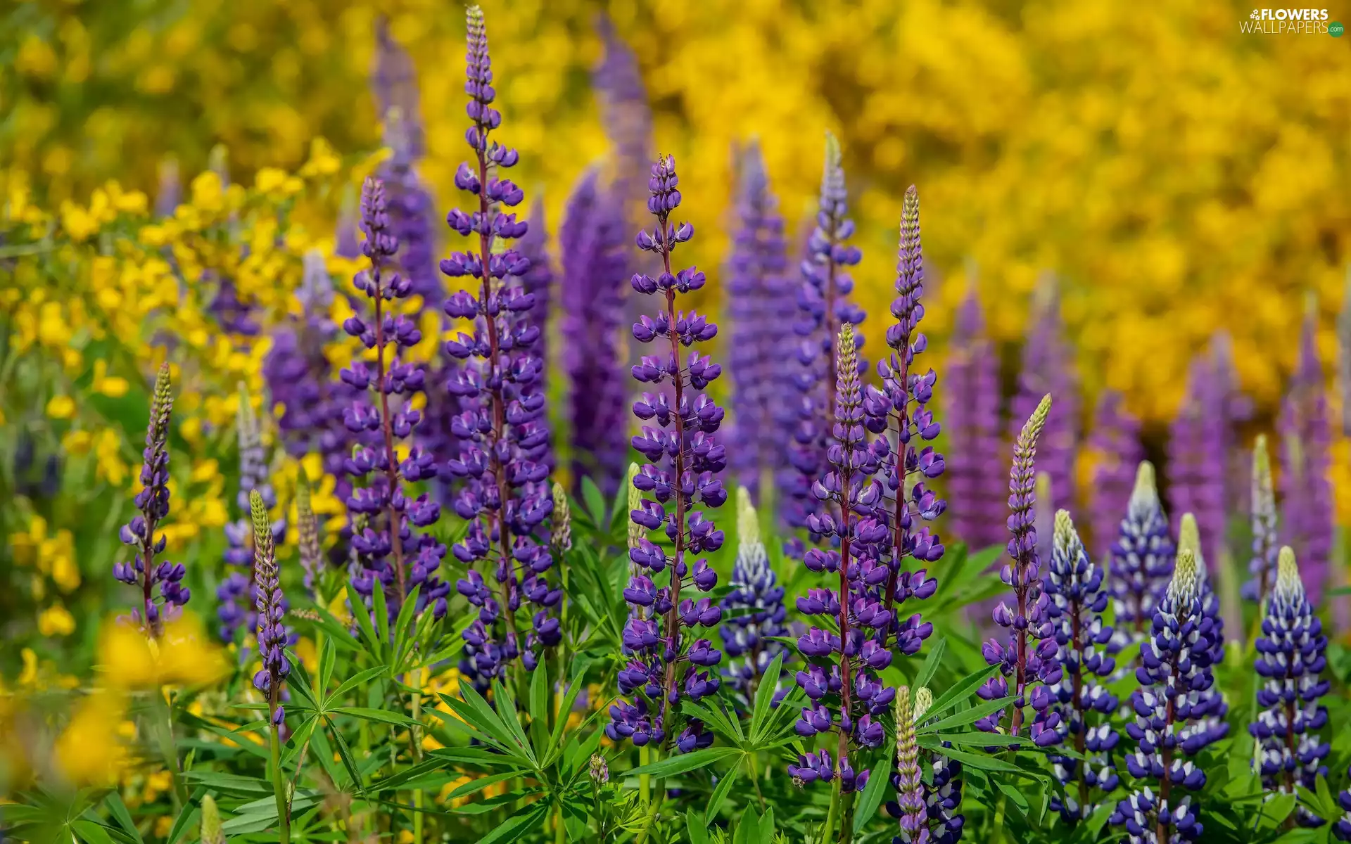 Flowers, lupine, blur, Violet