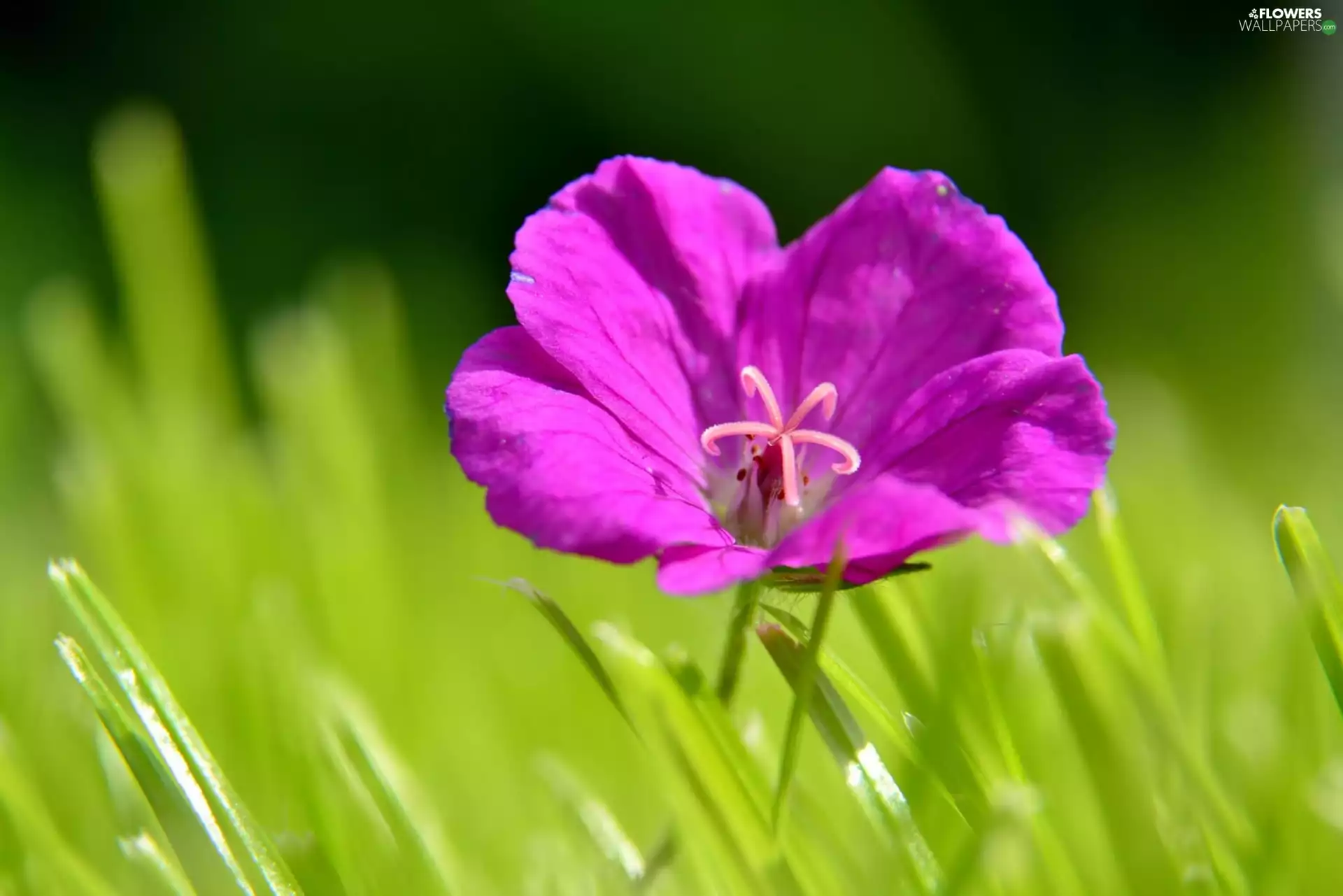 Violet, Colourfull Flowers