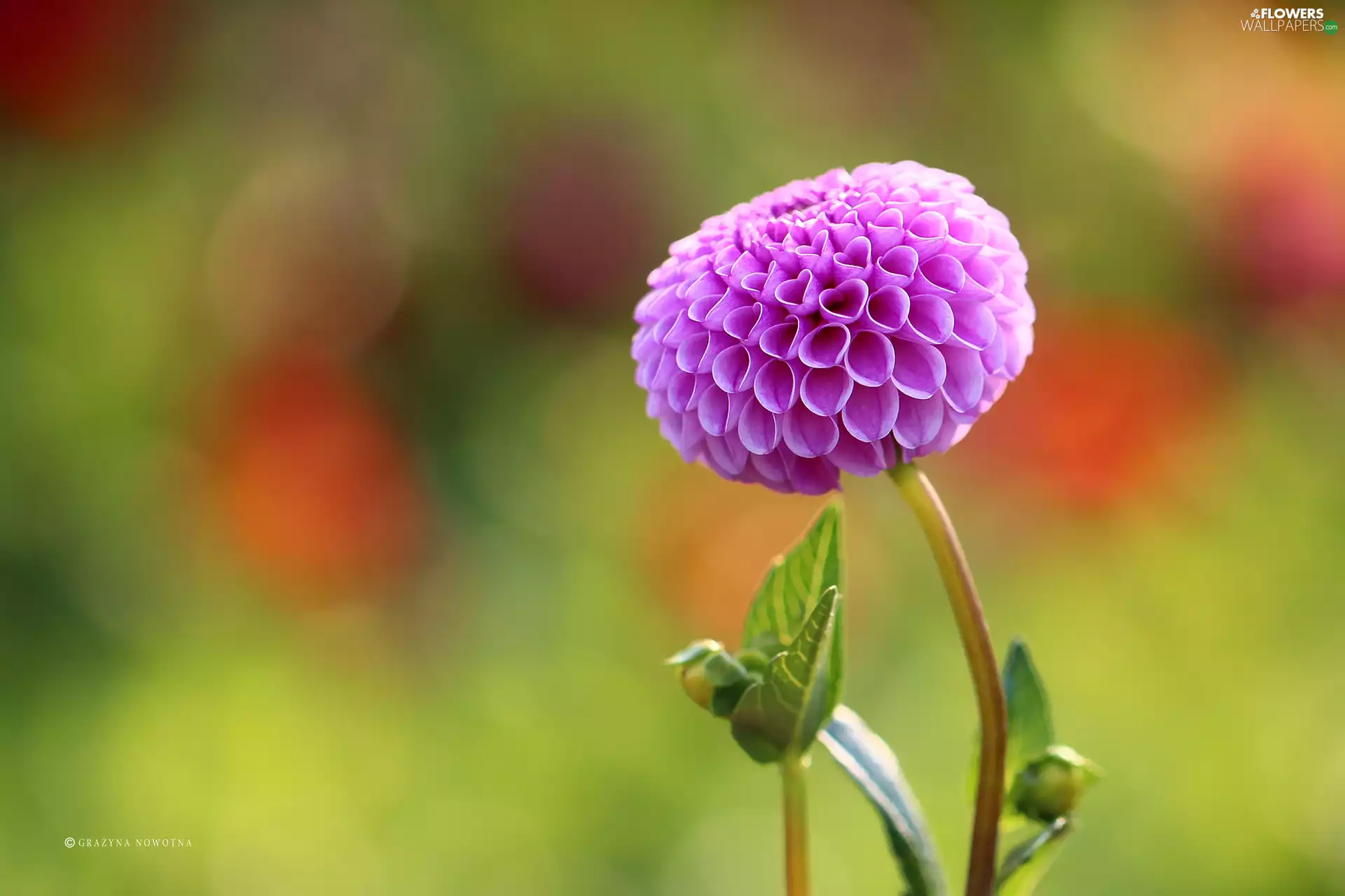 Colourfull Flowers, Dalia, Violet