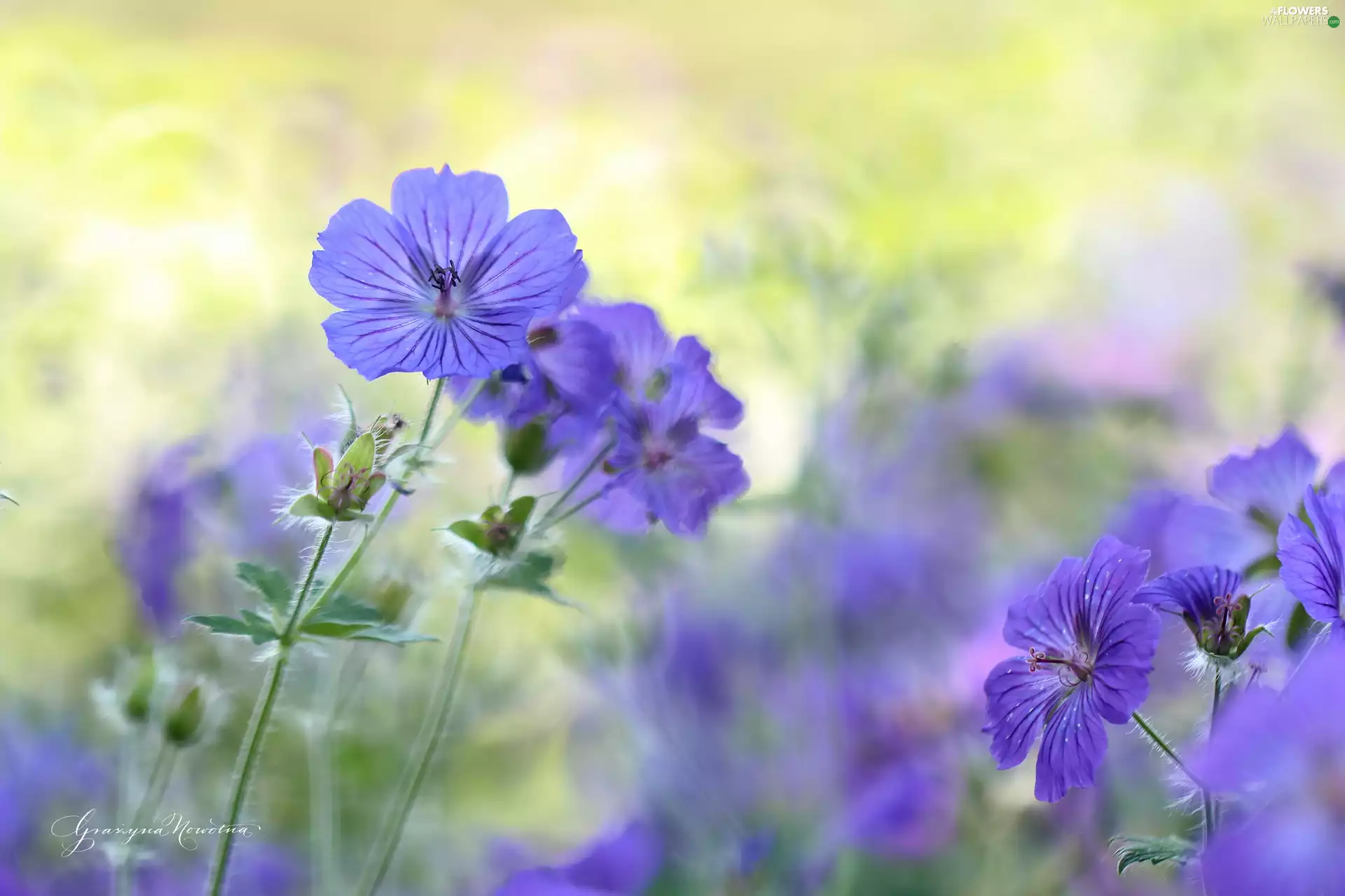 Colourfull Flowers, geranium, Violet