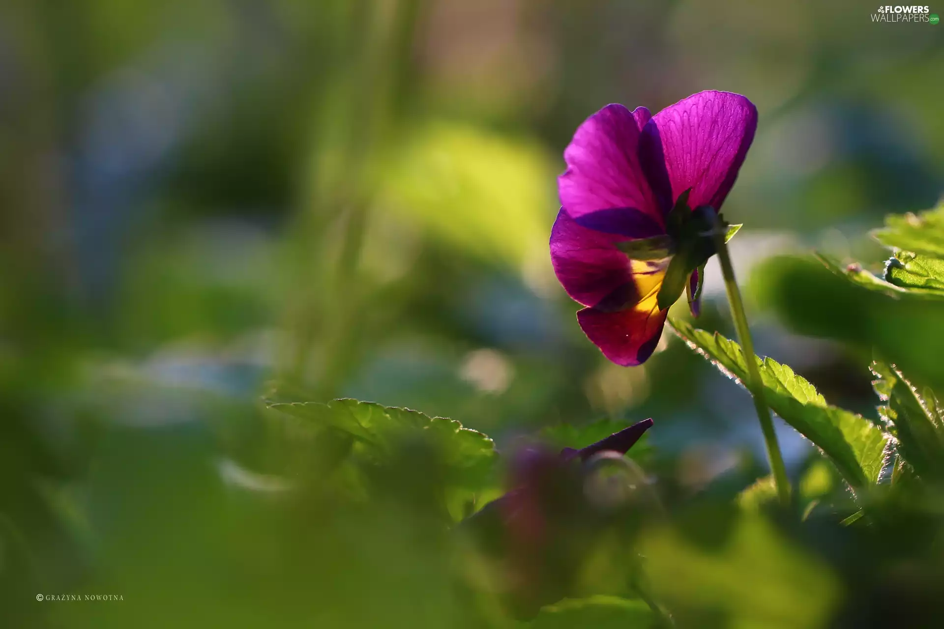 Colourfull Flowers, pansy, Violet