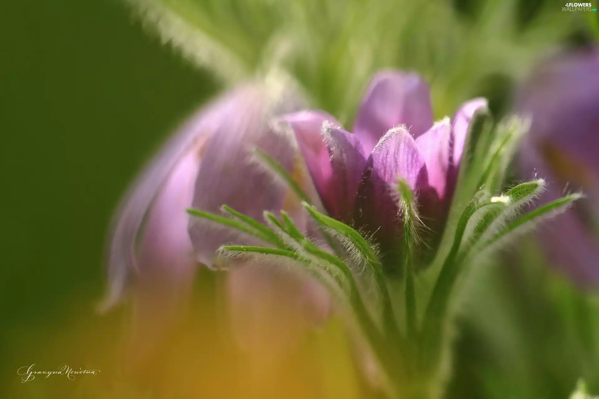 Colourfull Flowers, pasque, Violet