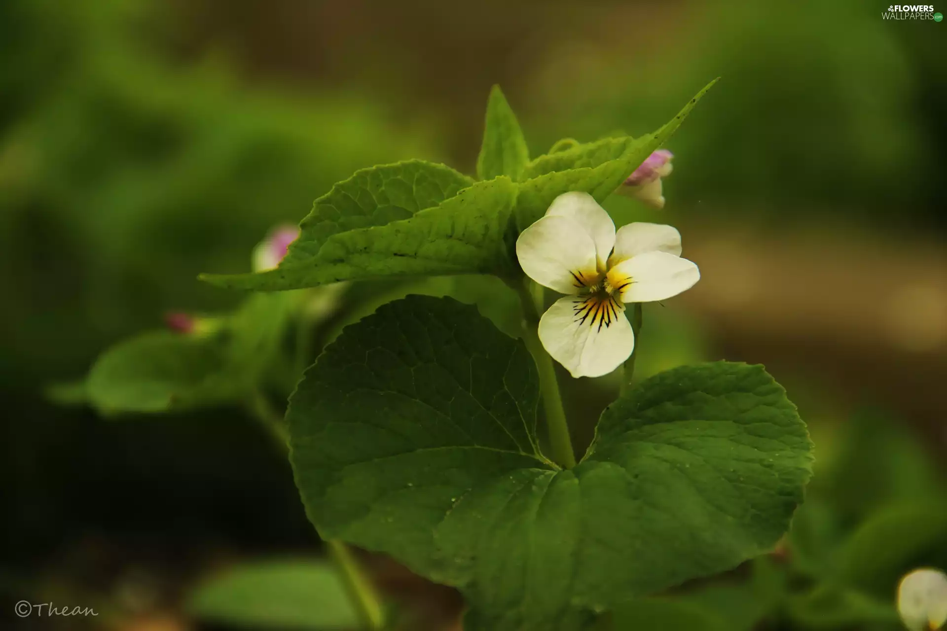 Colourfull Flowers, White, violet