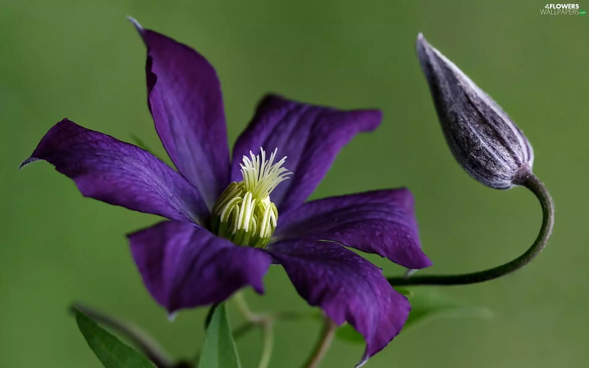 Violet, Colourfull Flowers