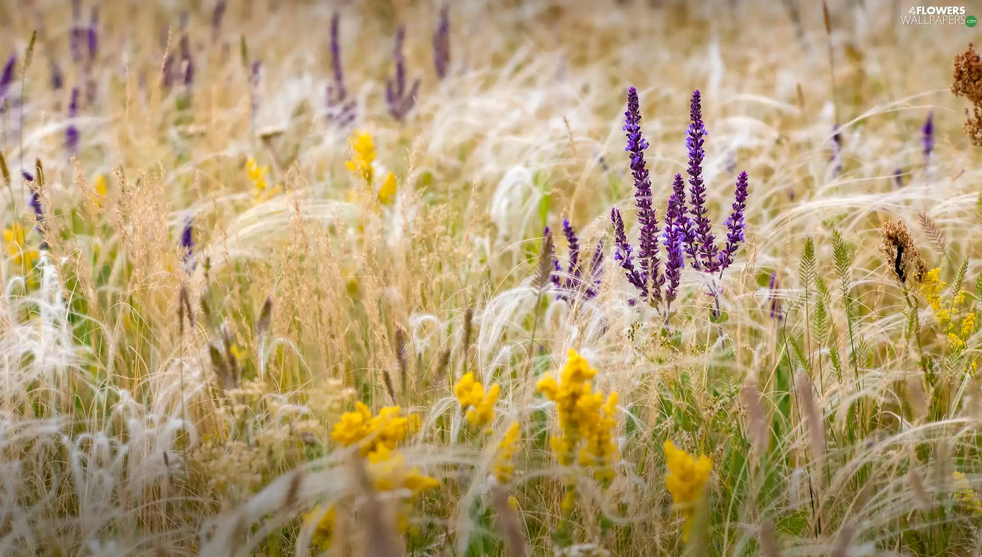 Flowers, lavender, grass, Violet