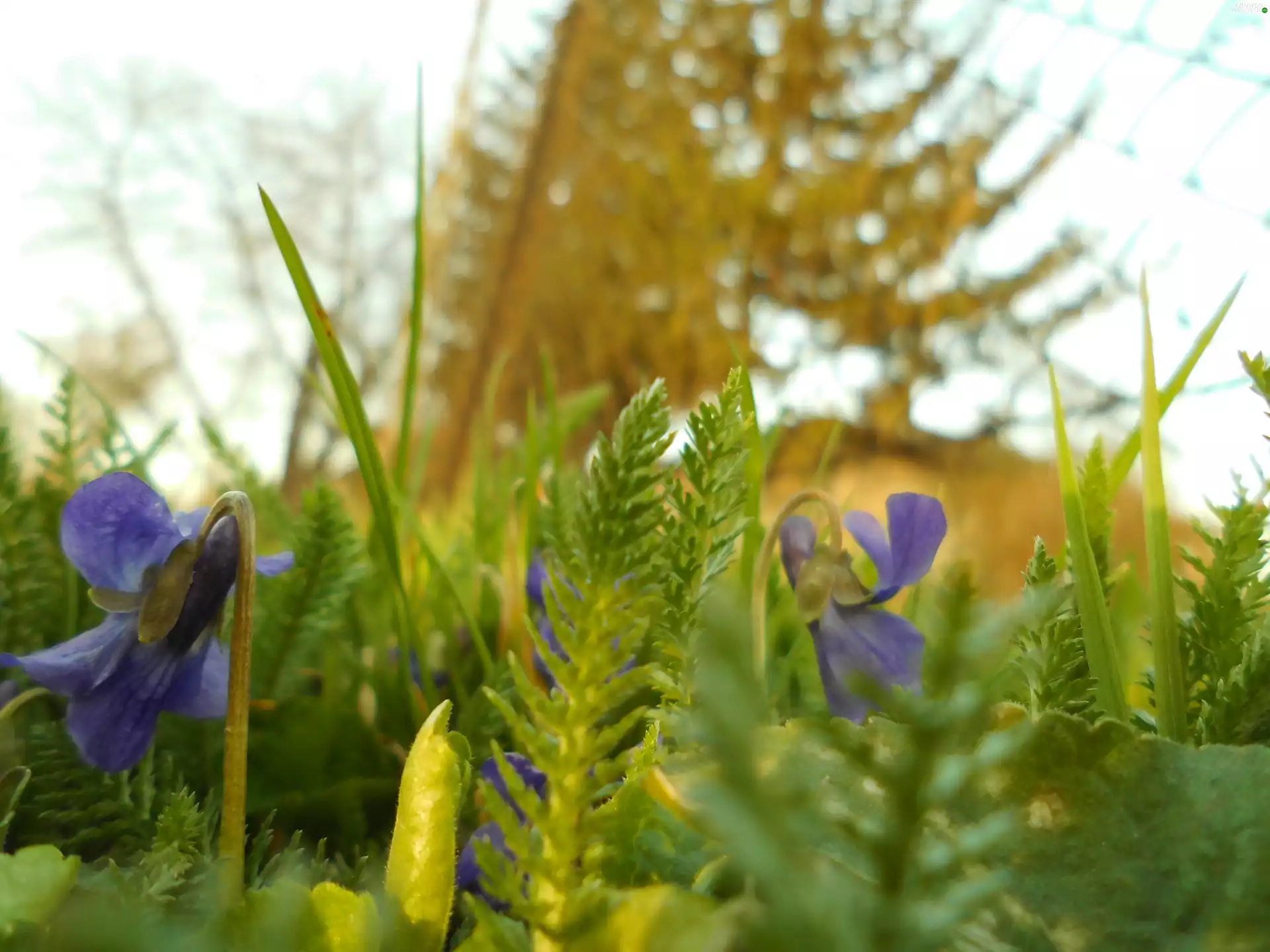 violet, Spring, Flowers