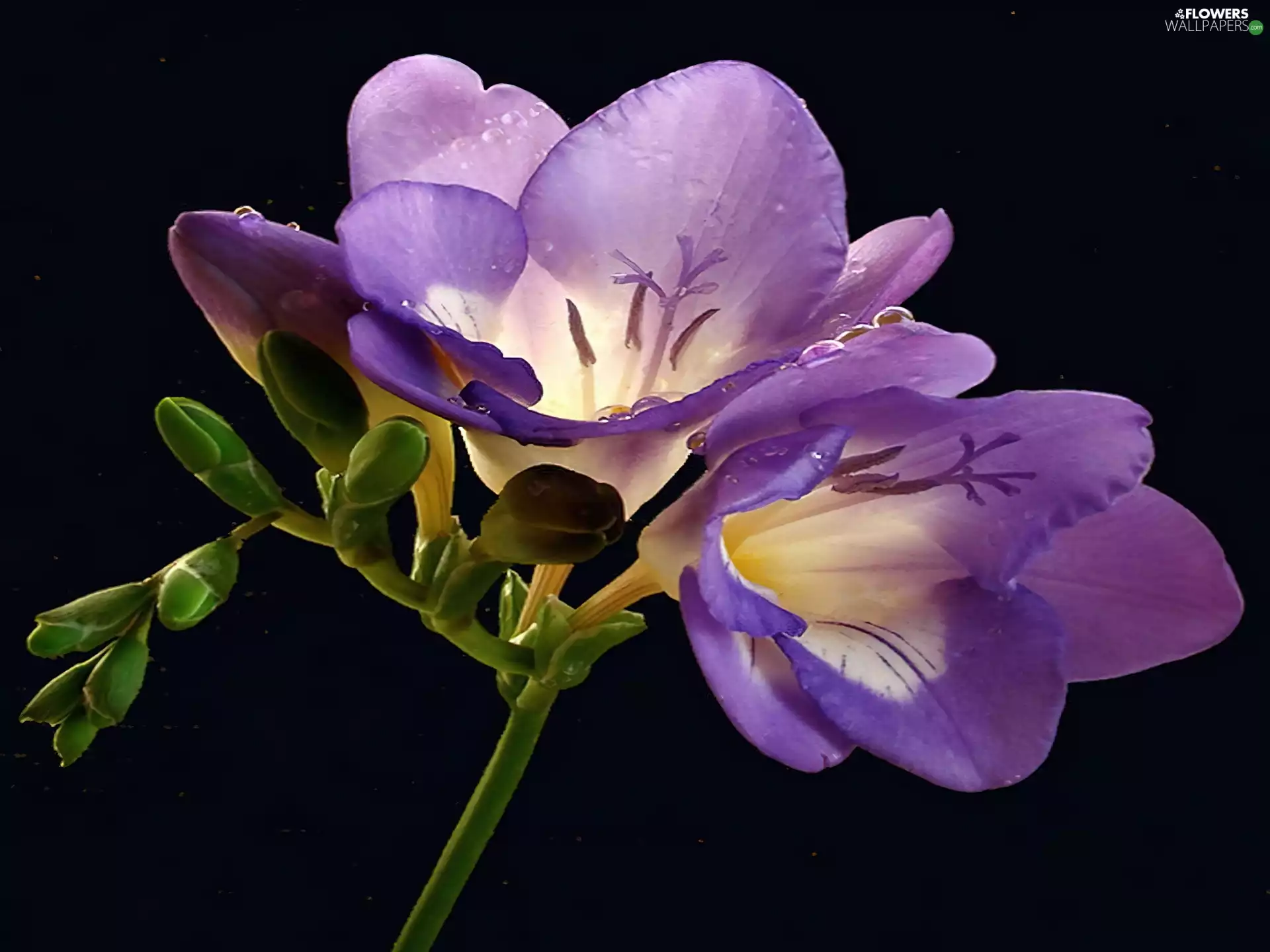 Violet, freesia