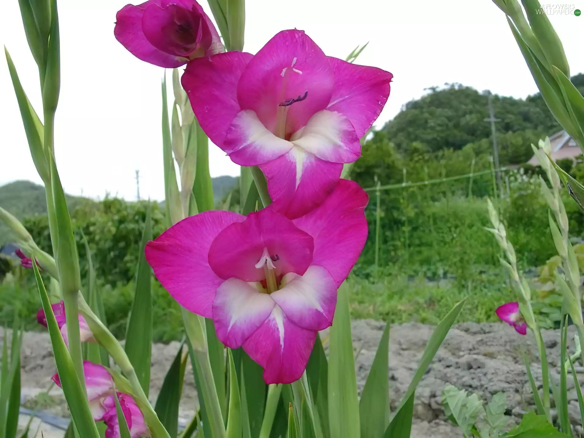 Violet, gladiolus