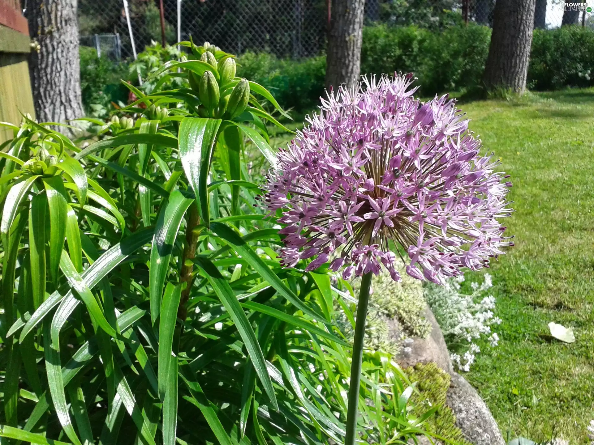 green grass, garlic, Violet