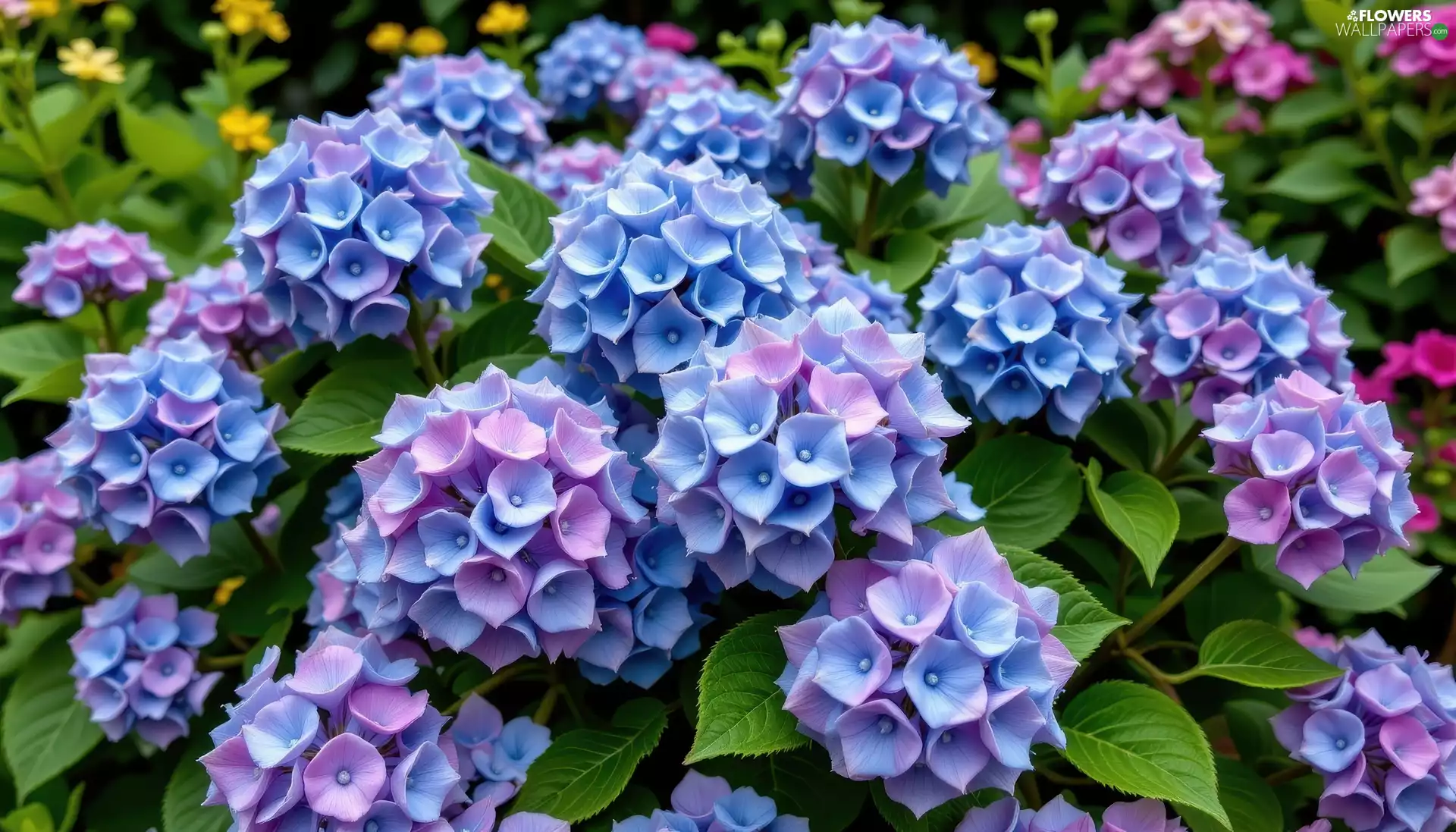 leaves, Bush, Blue-violet, Flowers, hydrangea