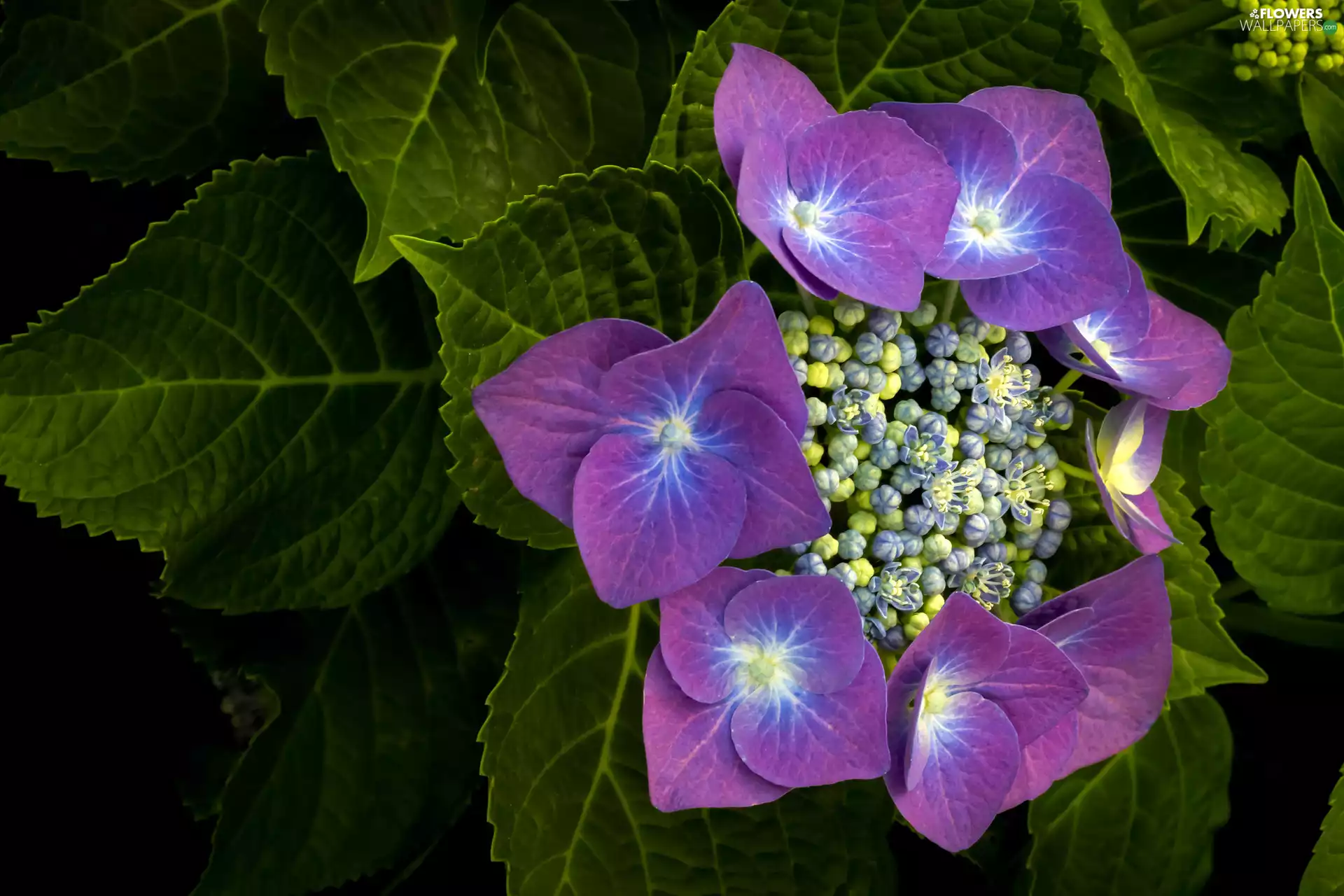 Violet, hydrangea