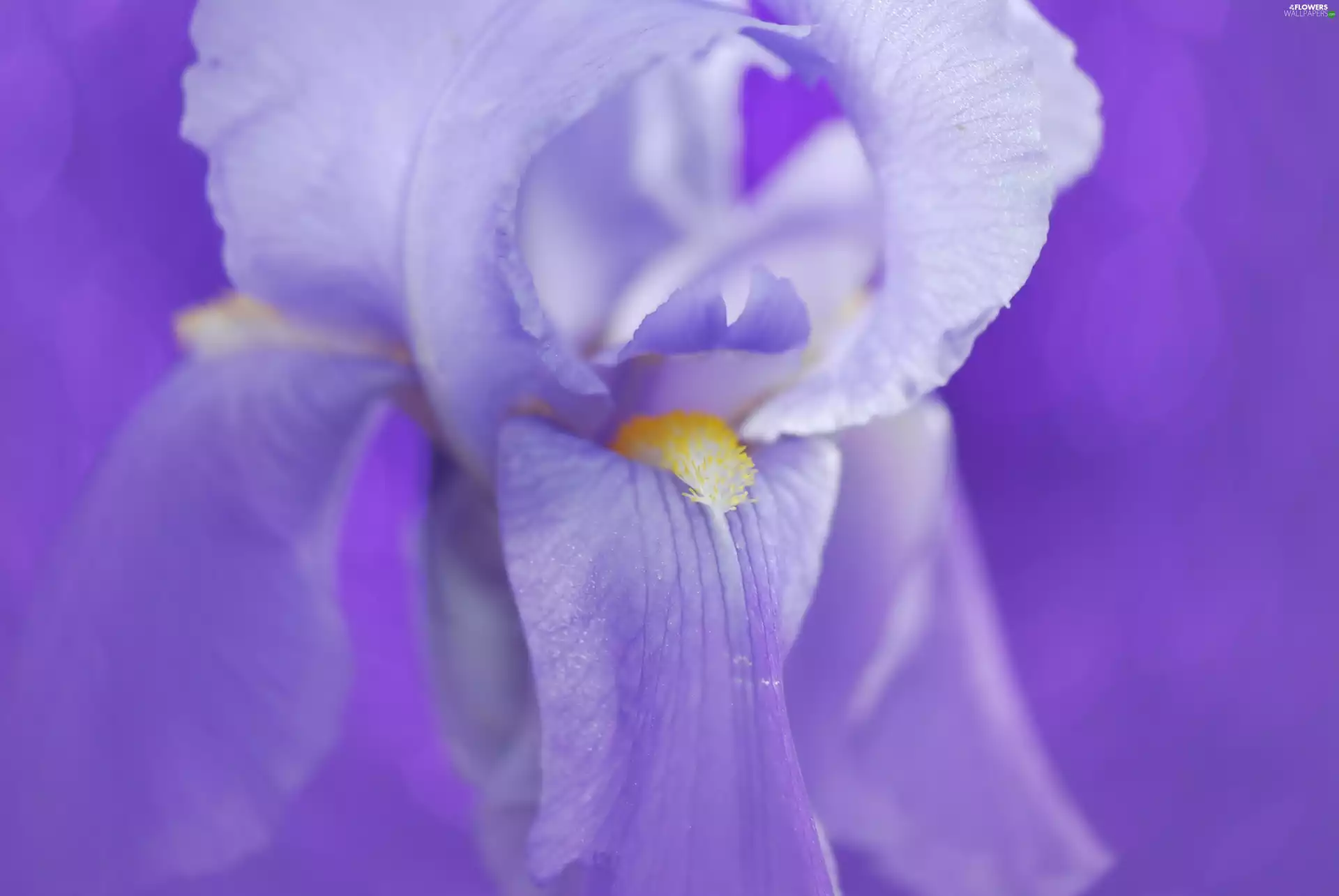 Violet, iris