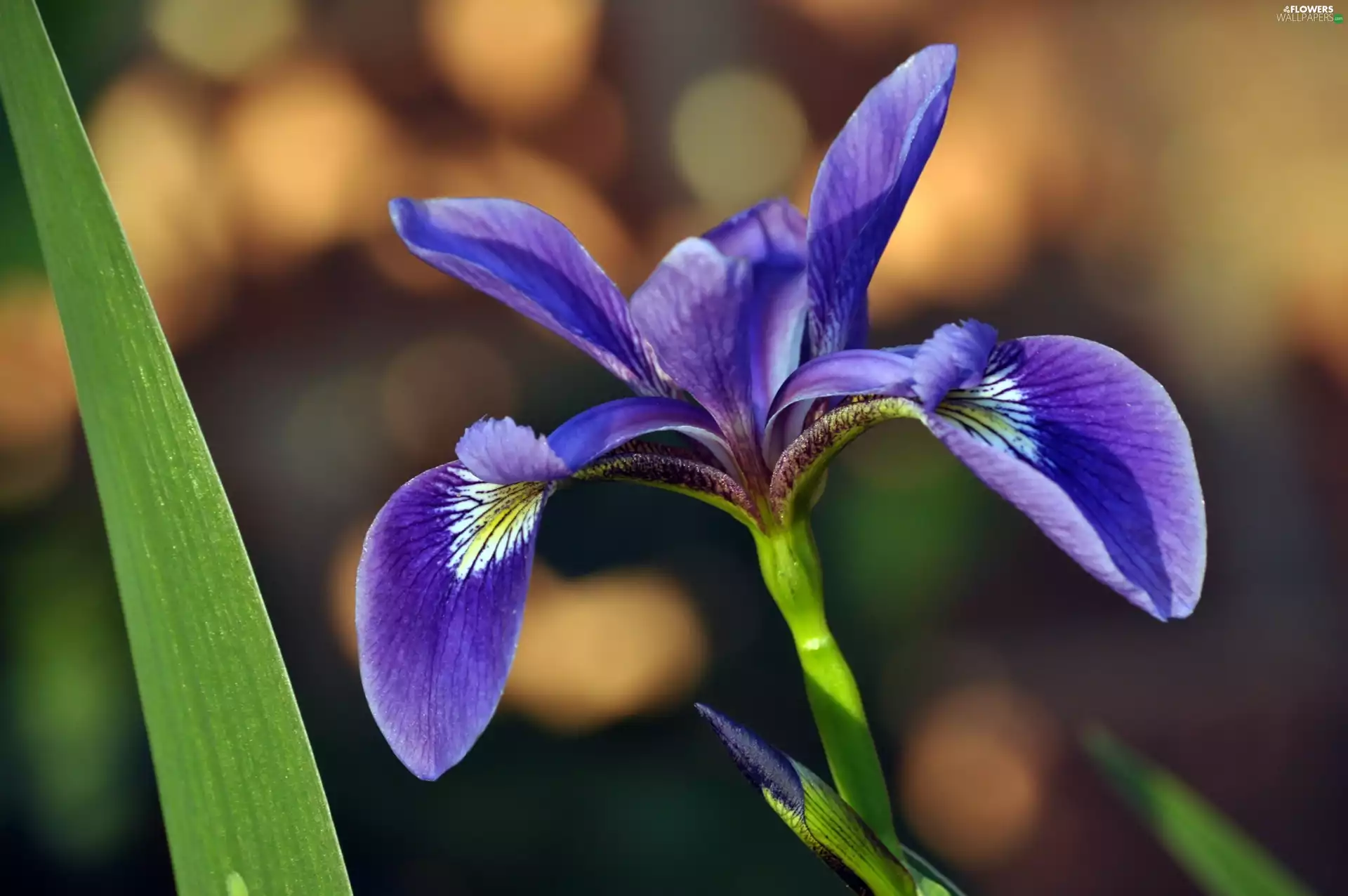 Violet, iris