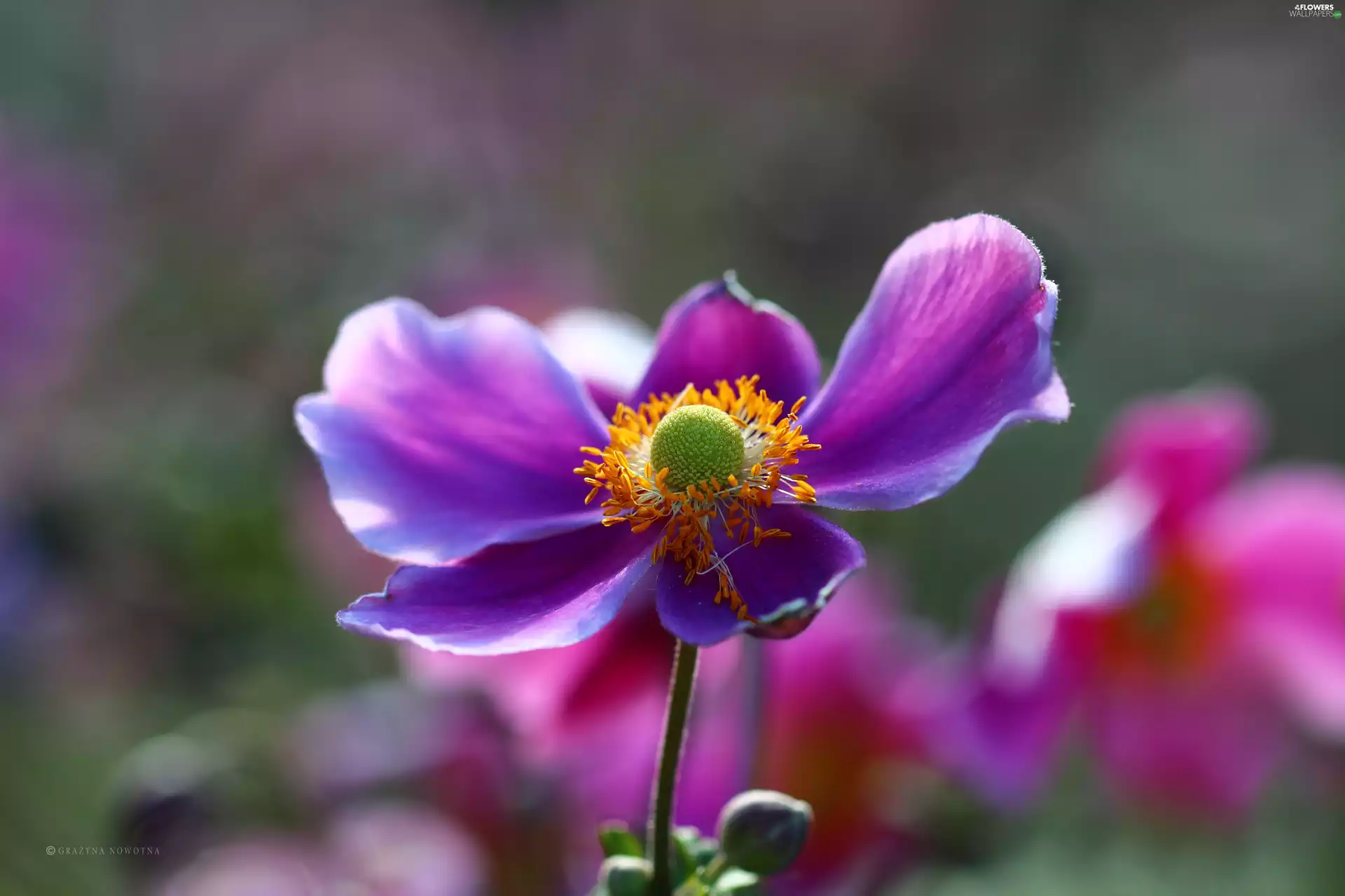 Colourfull Flowers, Japanese anemone, Violet - Flowers wallpapers ...