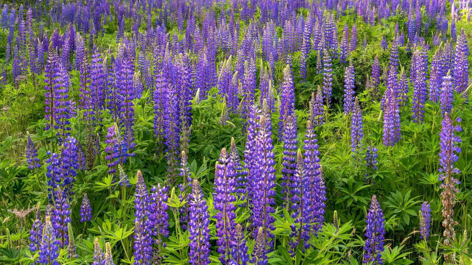 Violet, Meadow, lupine