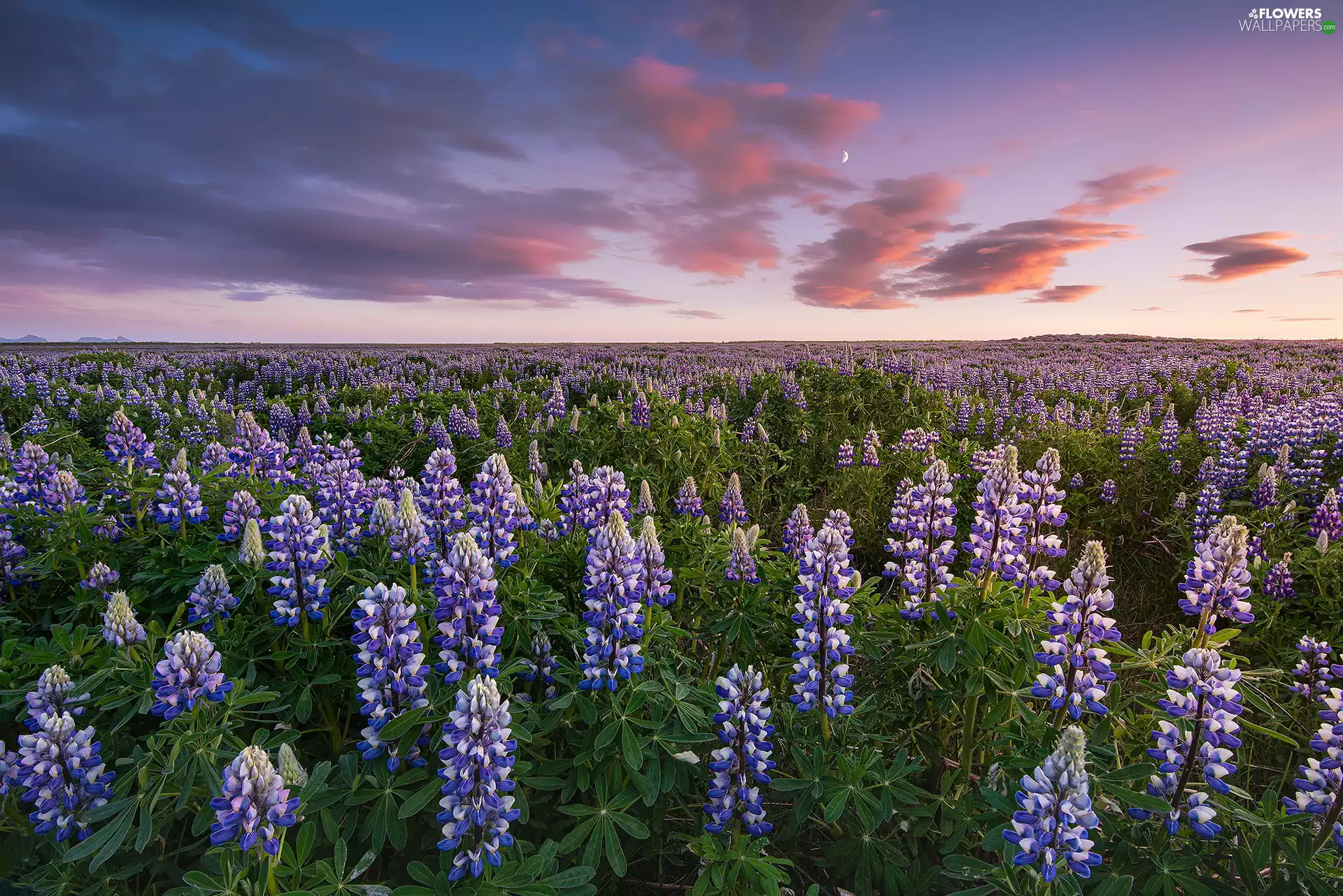 Meadow, lupine, clouds, Violet