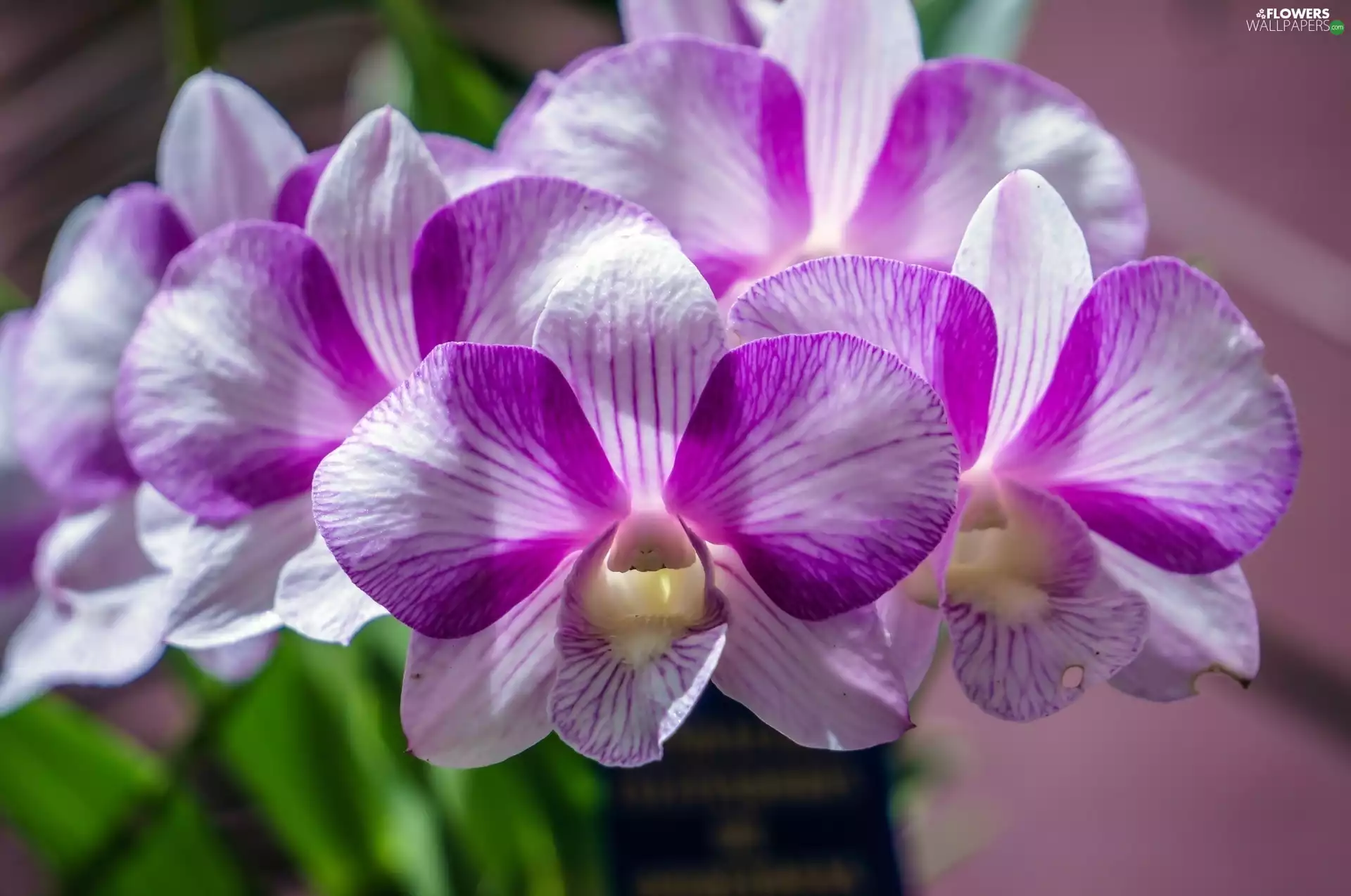 Violet, orchid
