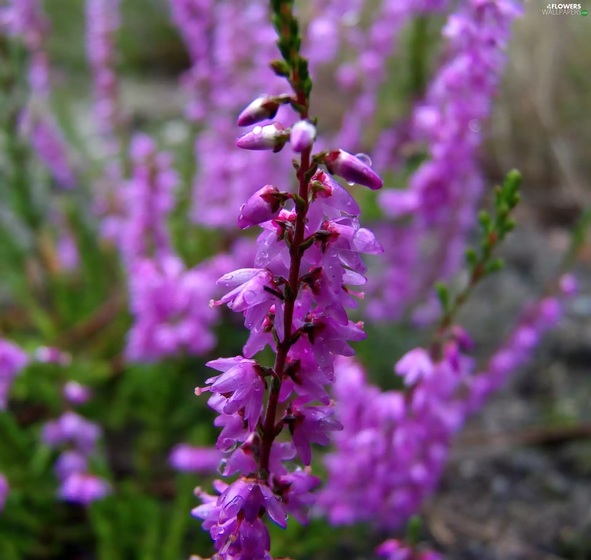 Violet, Heather ordinary