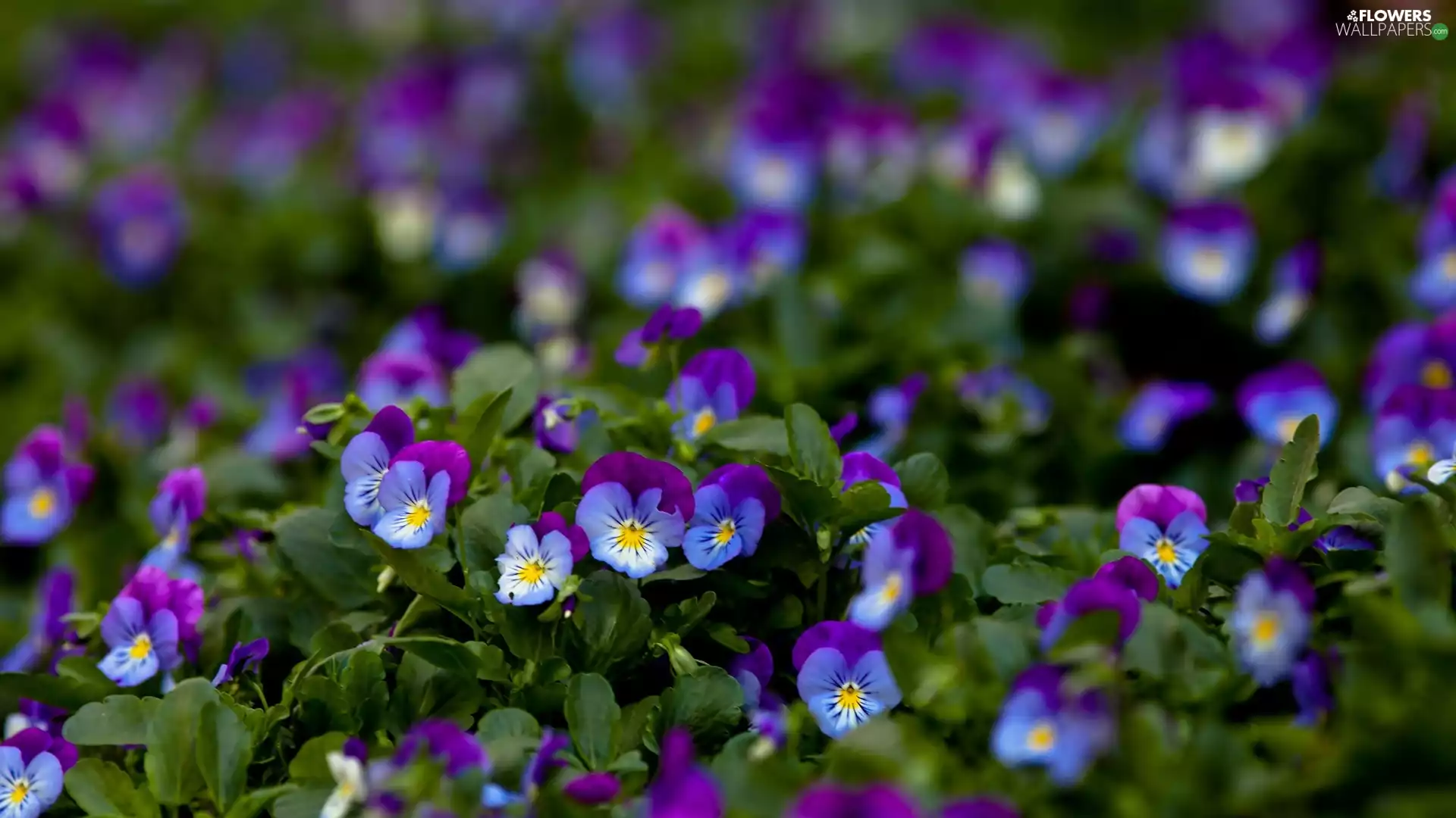 Violet-Blue, pansies