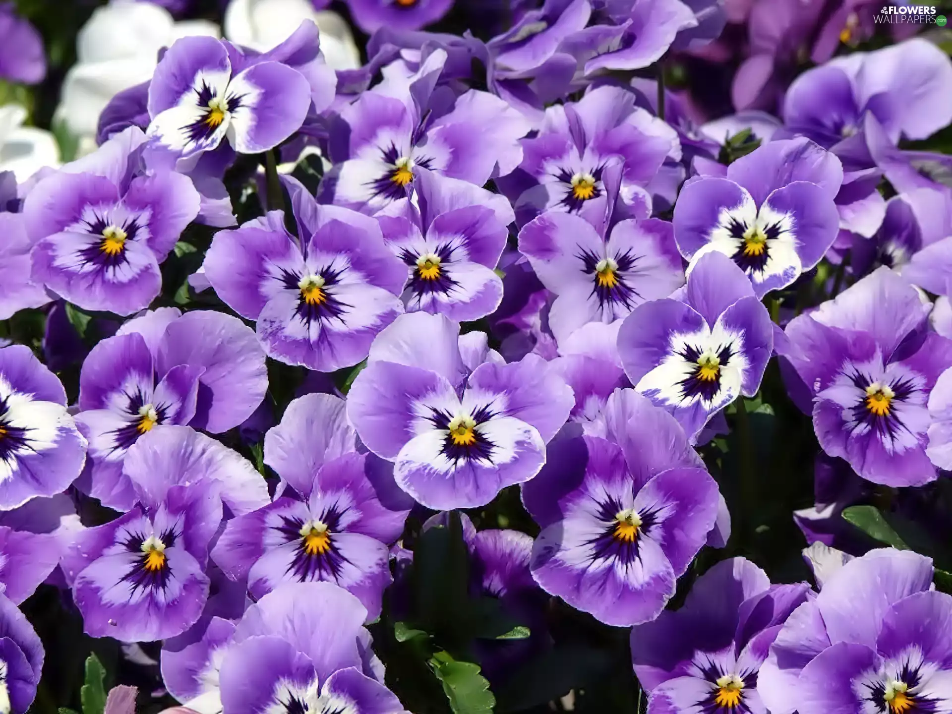 violet, pansies