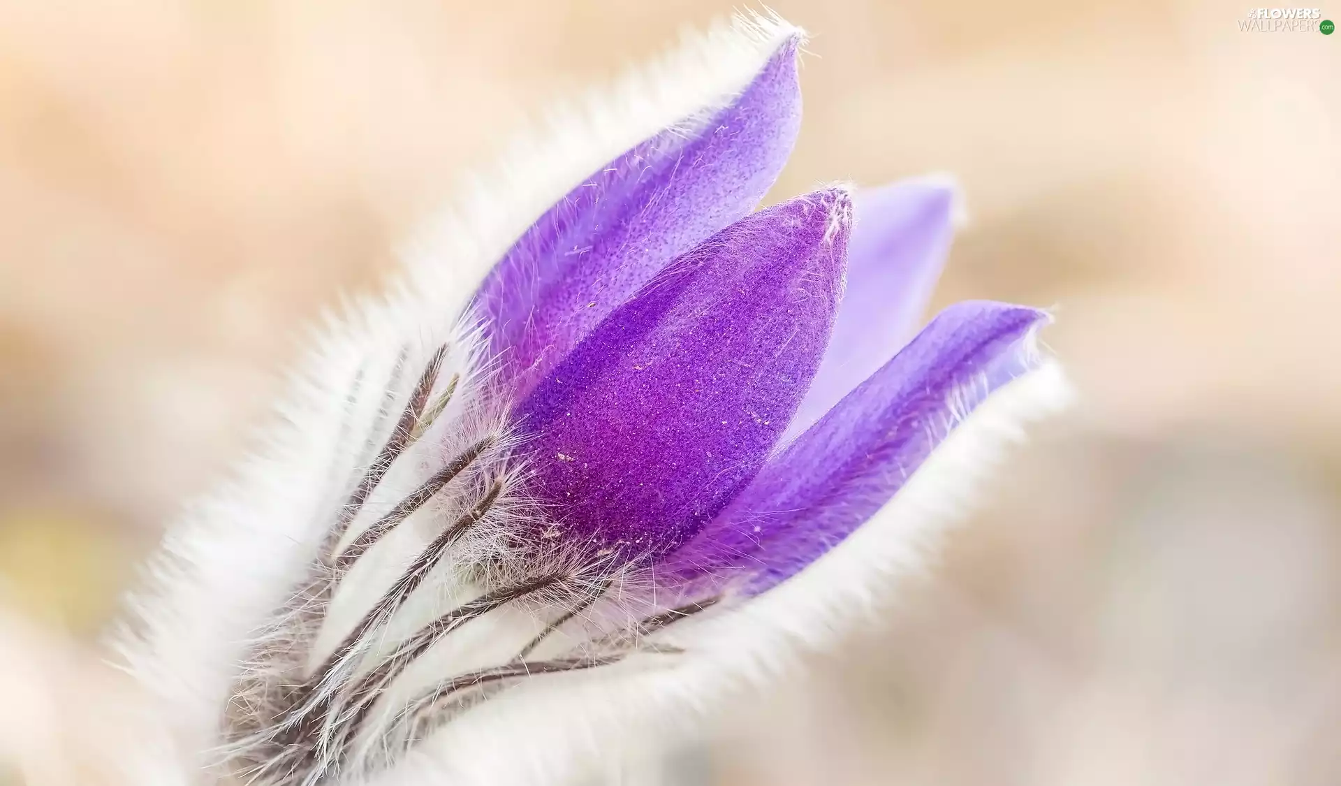 pasque, Colourfull Flowers, Violet