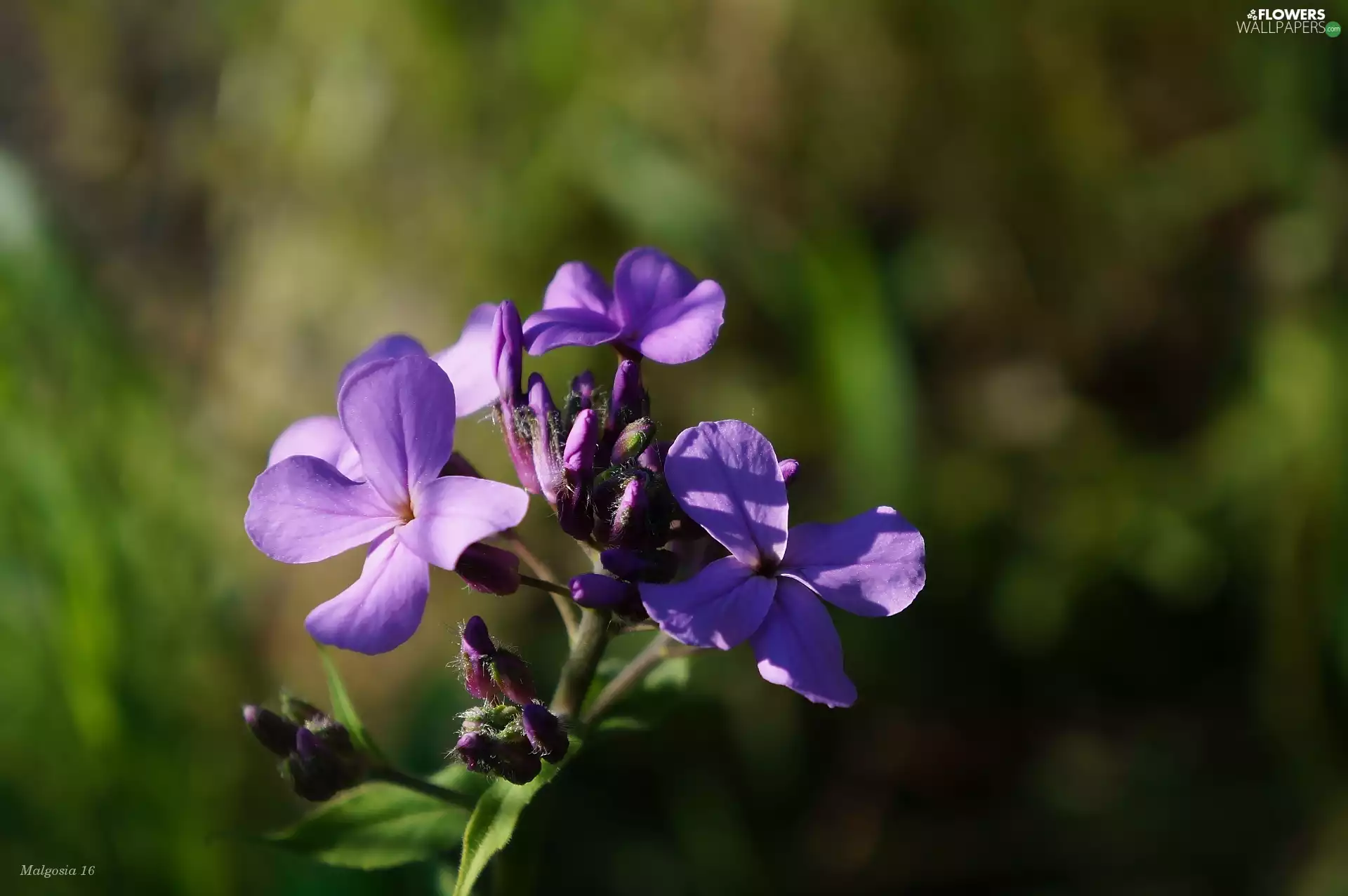 phlox, Colourfull Flowers, Violet