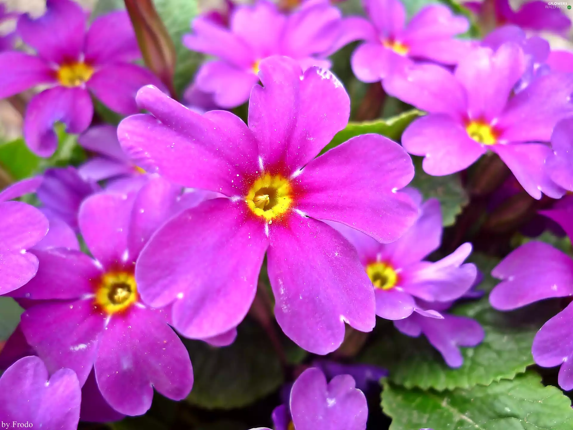 primrose, Colourfull Flowers, Violet