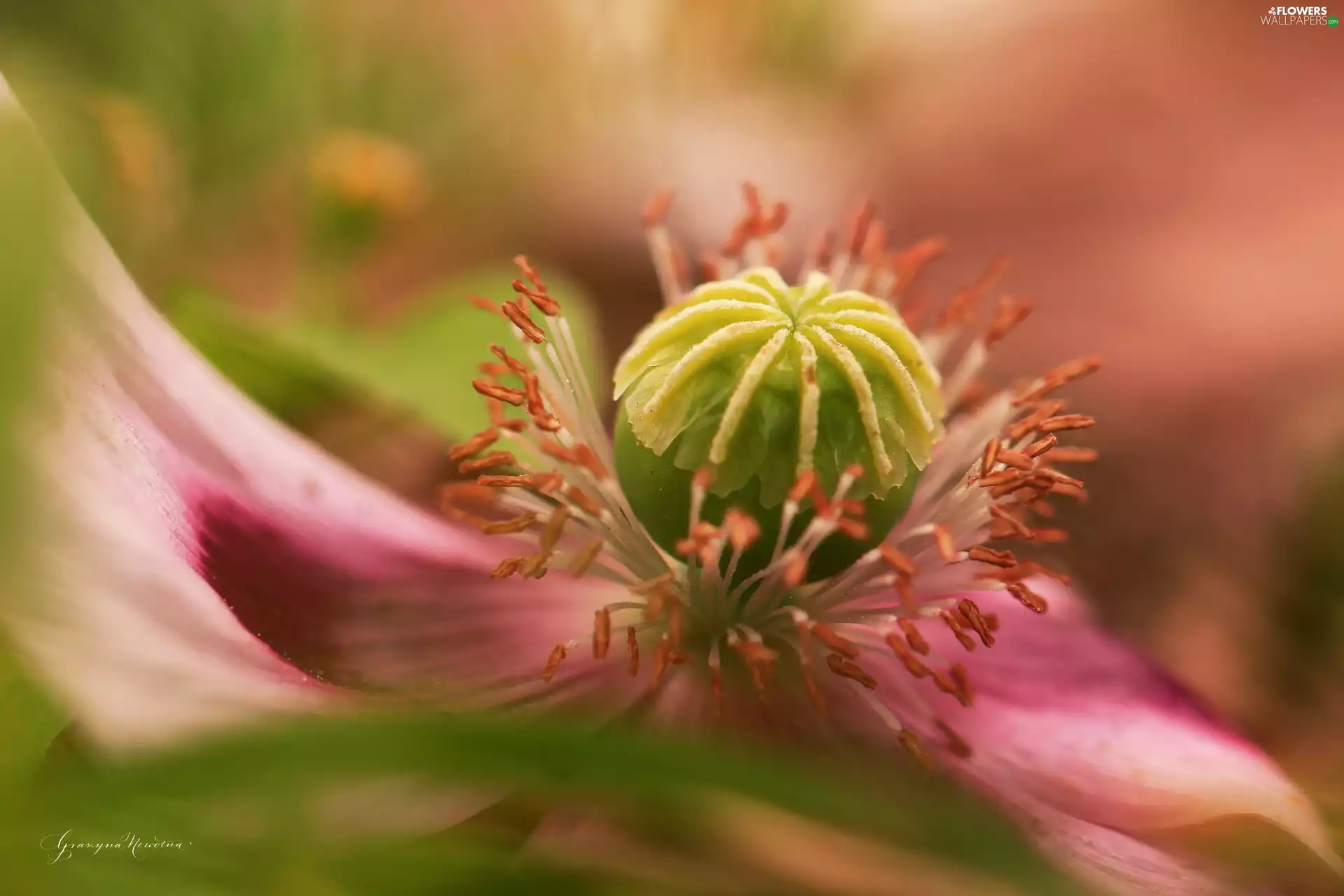 poppy-head, red weed, Violet