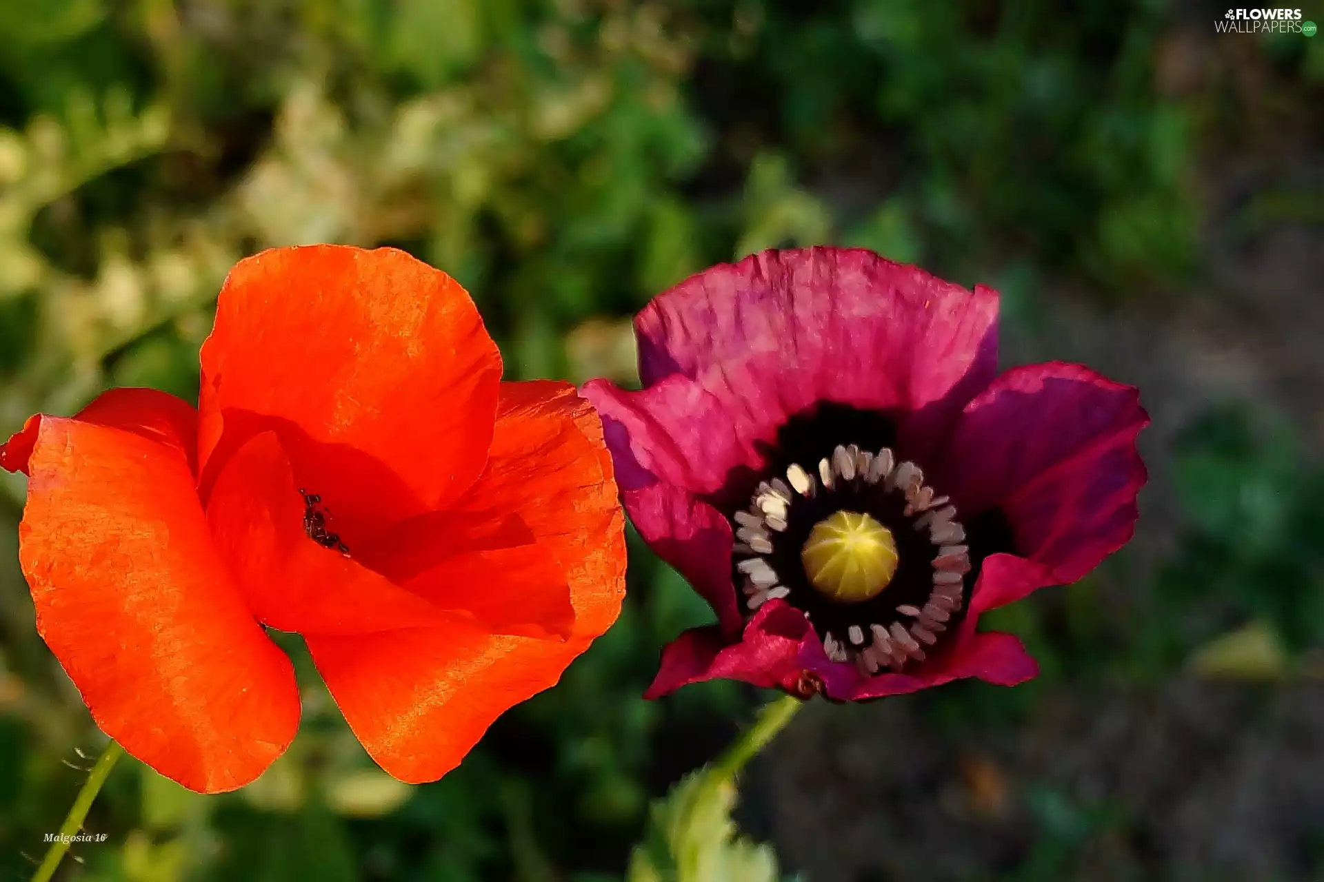 red weed, Red, Violet