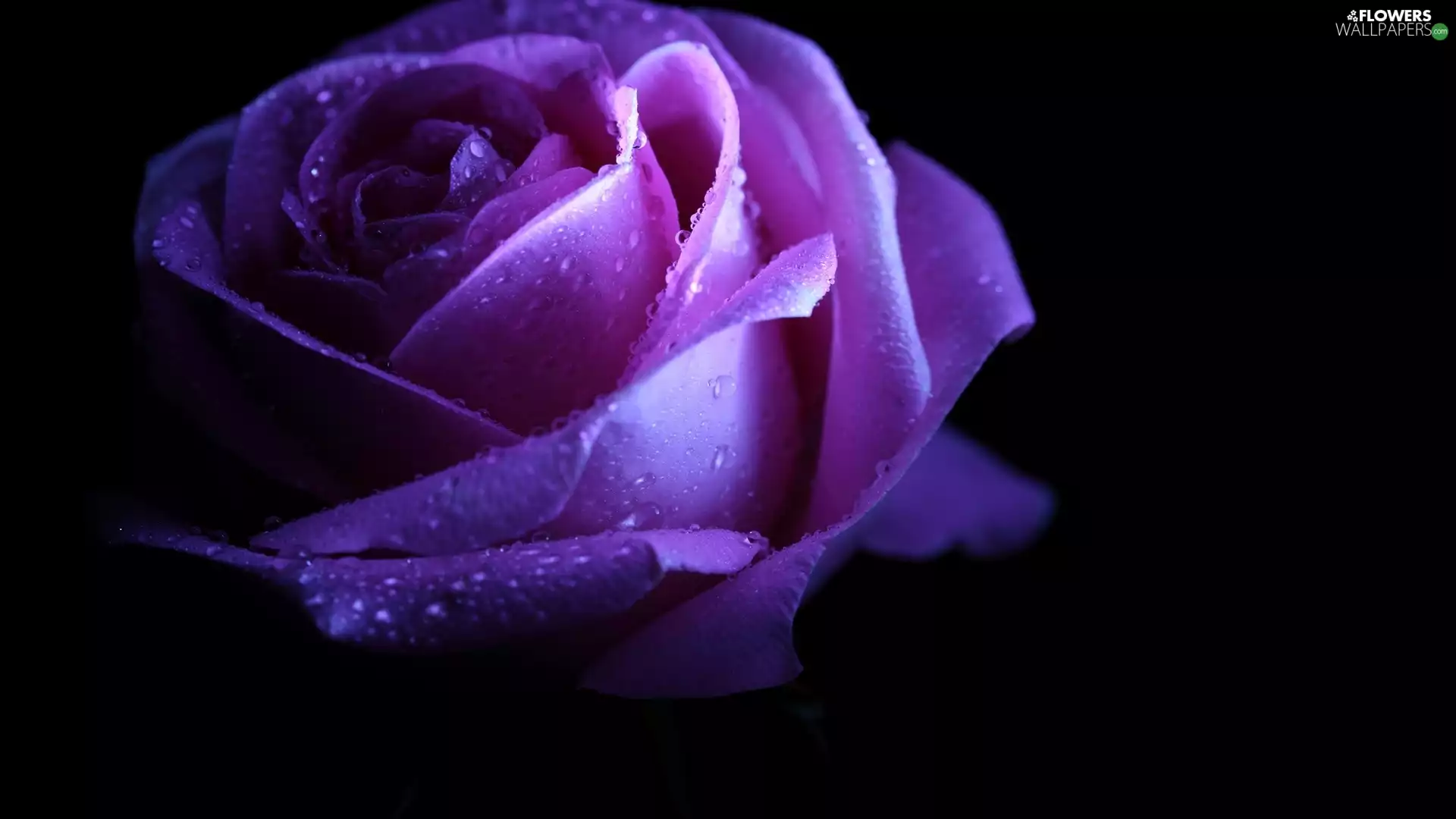Violet, rose