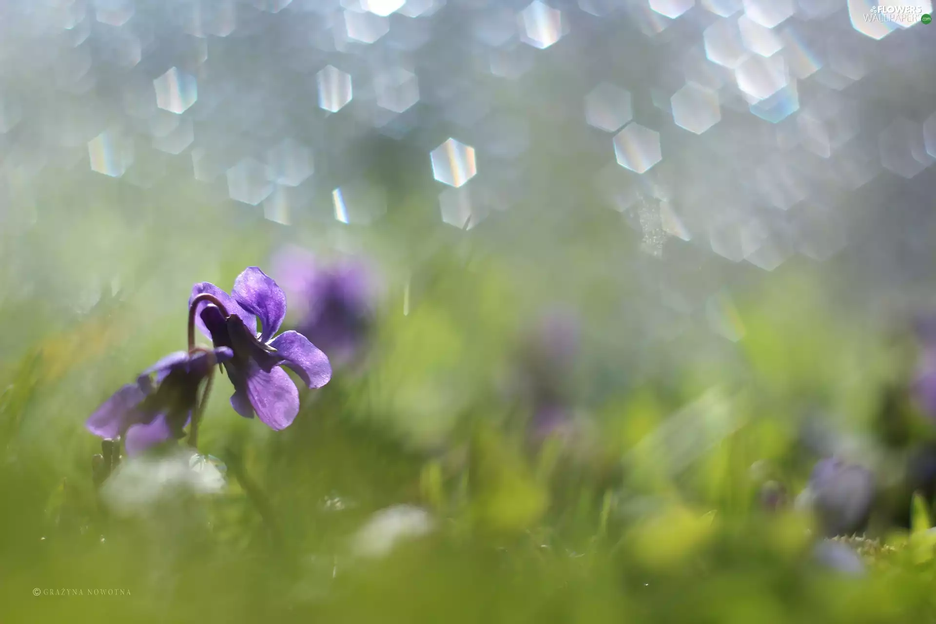 Colourfull Flowers, Viola odorata, Violet