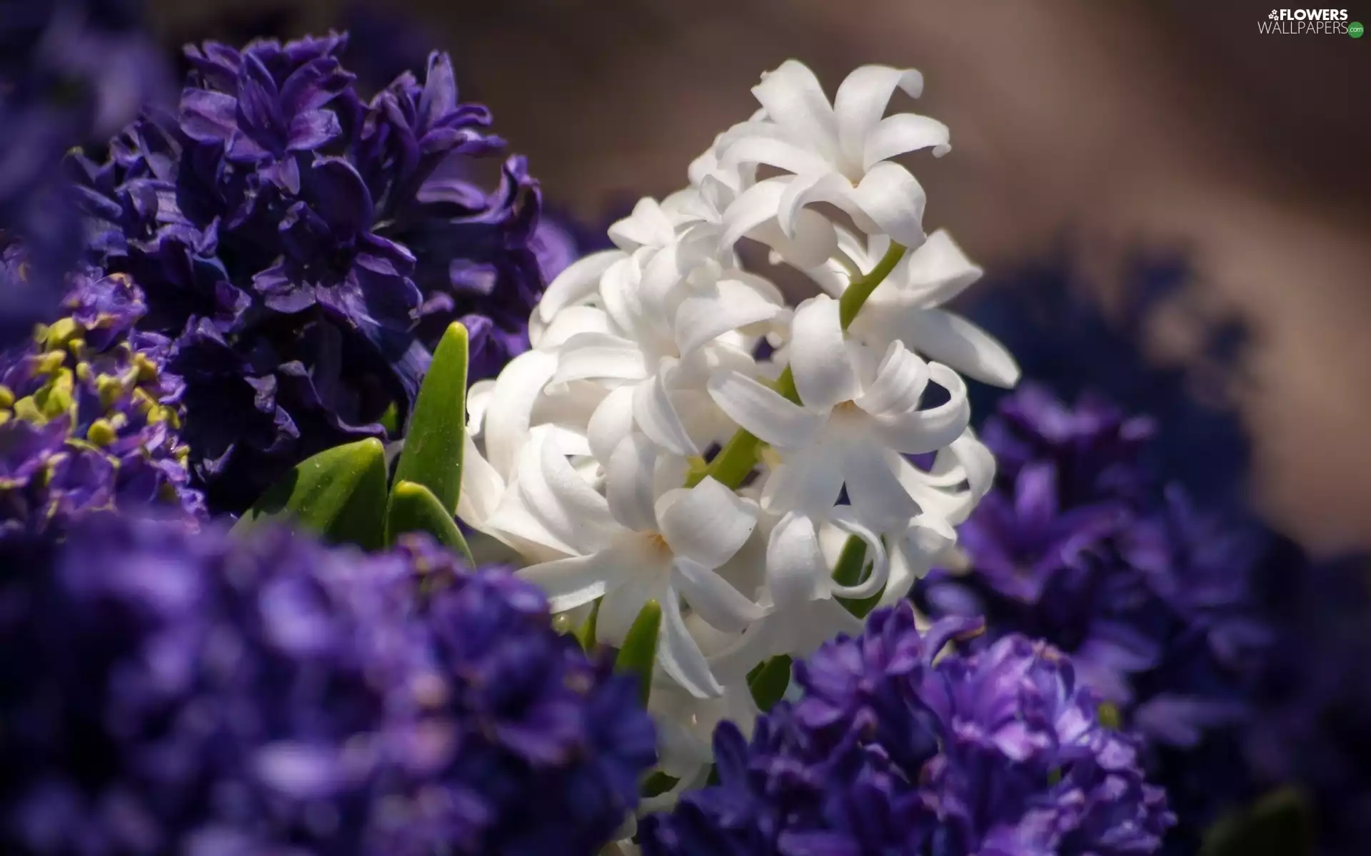 Violet, hyacinth, White