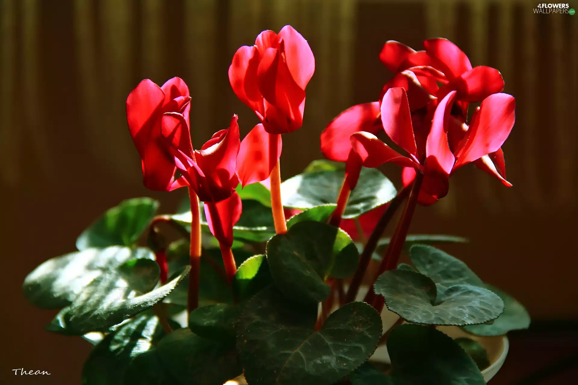 Red, Cyclamen