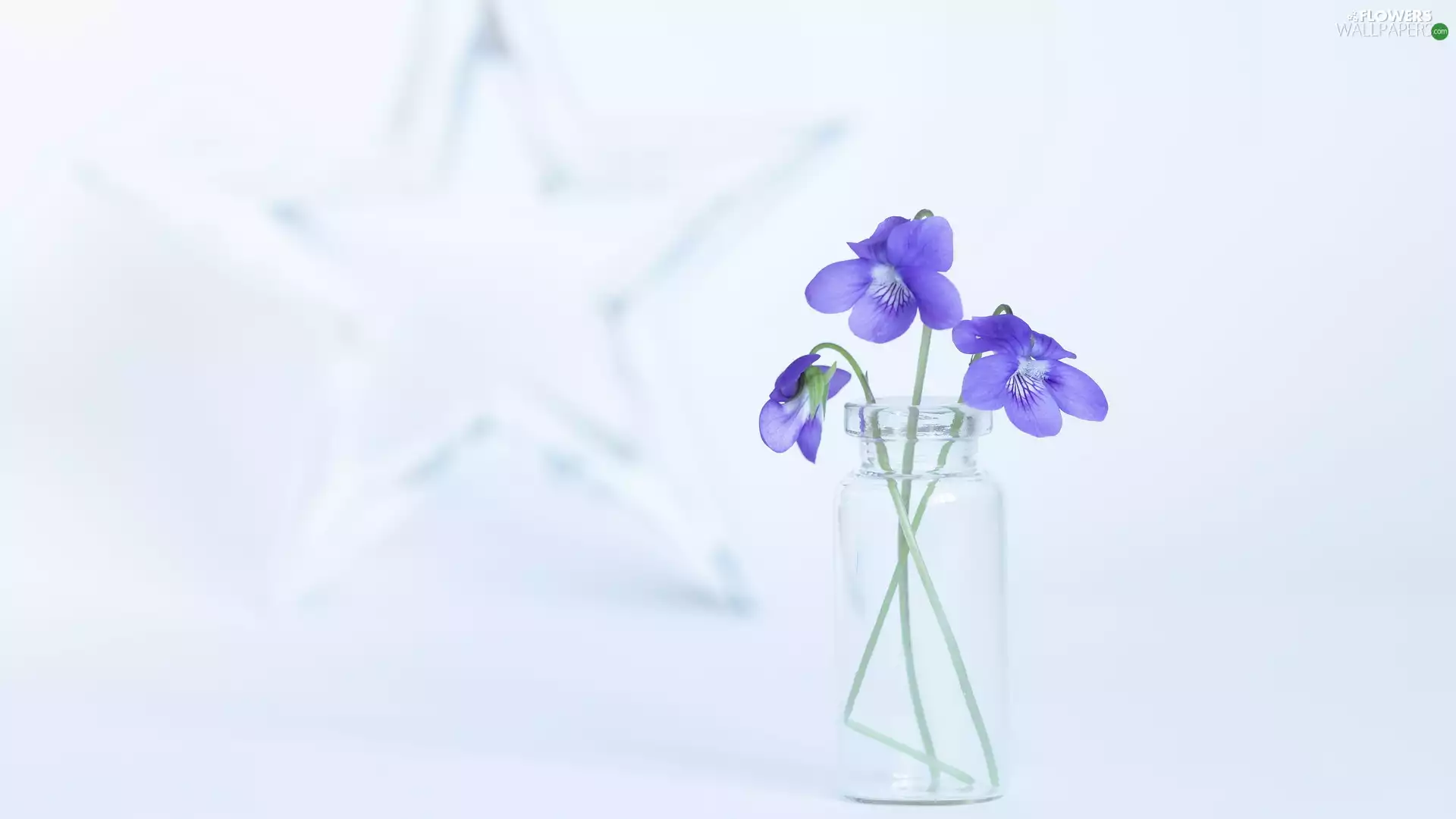fragrant violets, bottle, starfish, Glass