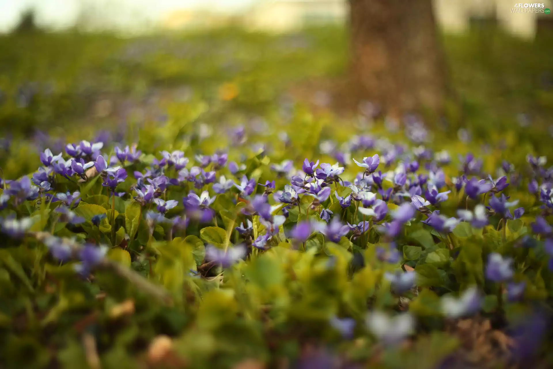 fragrant violets, change, Flowers, purple