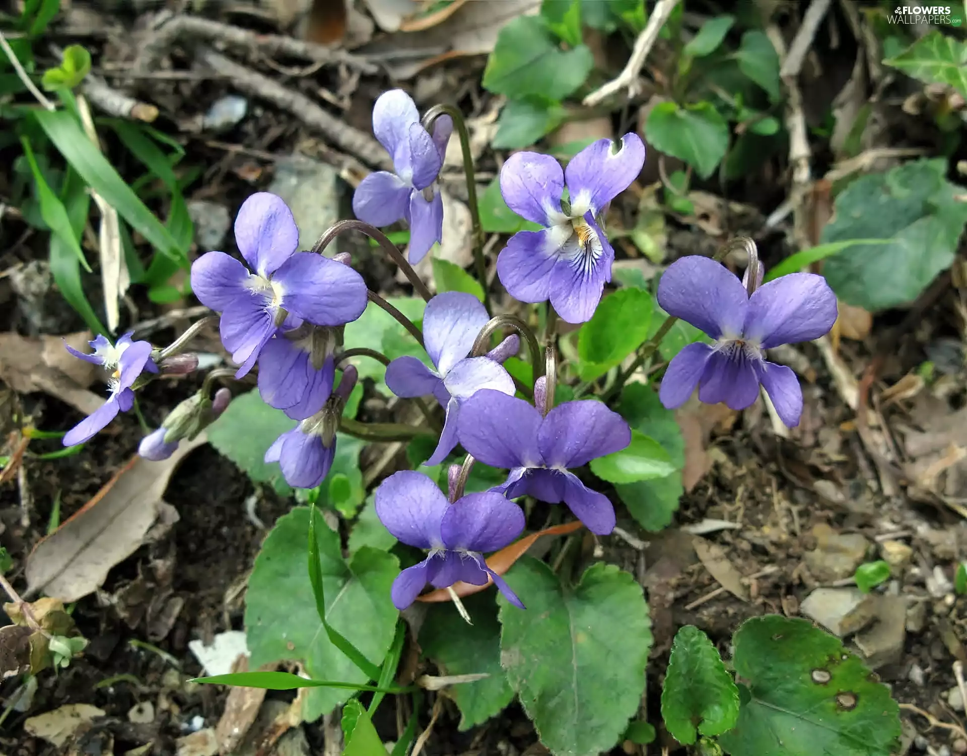 clump, Fragrant, blur, violets