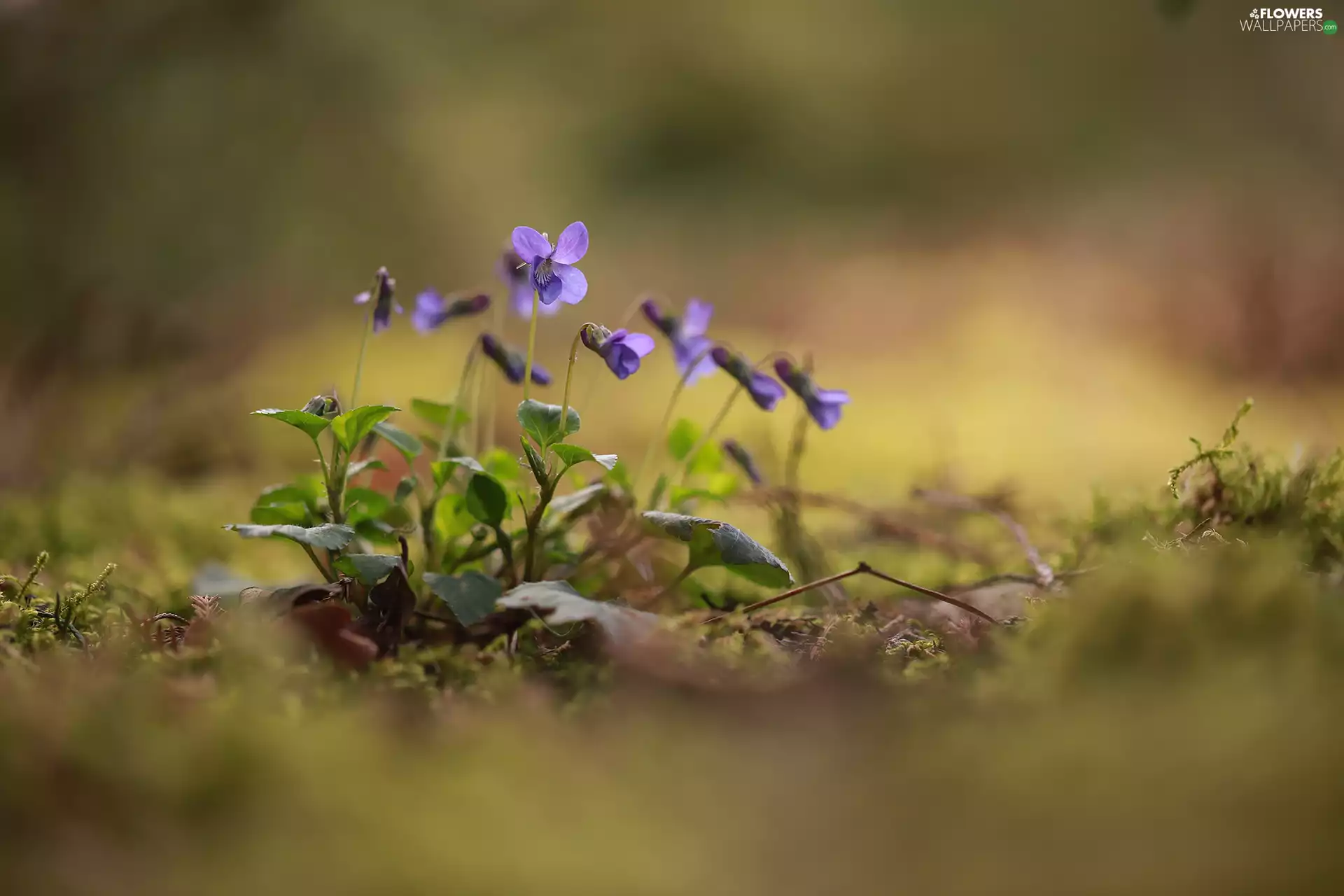 cluster, purple, Flowers, Violets