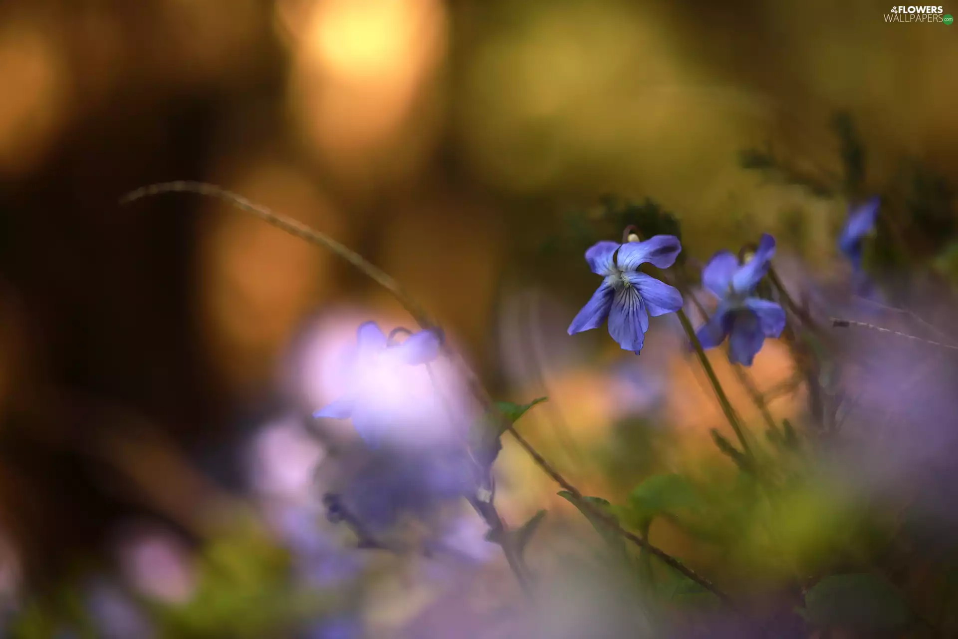 Flowers, Blue, fragrant violets